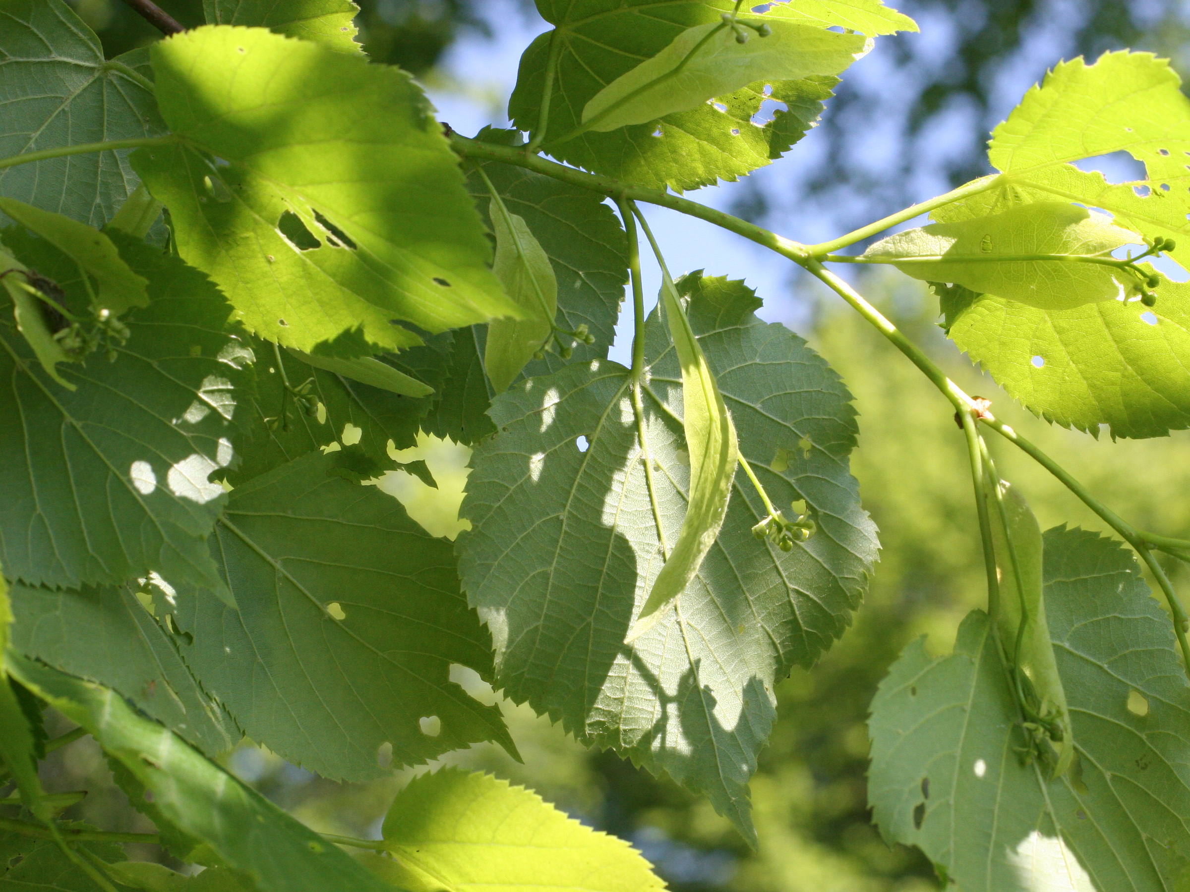tilia_cordata3md