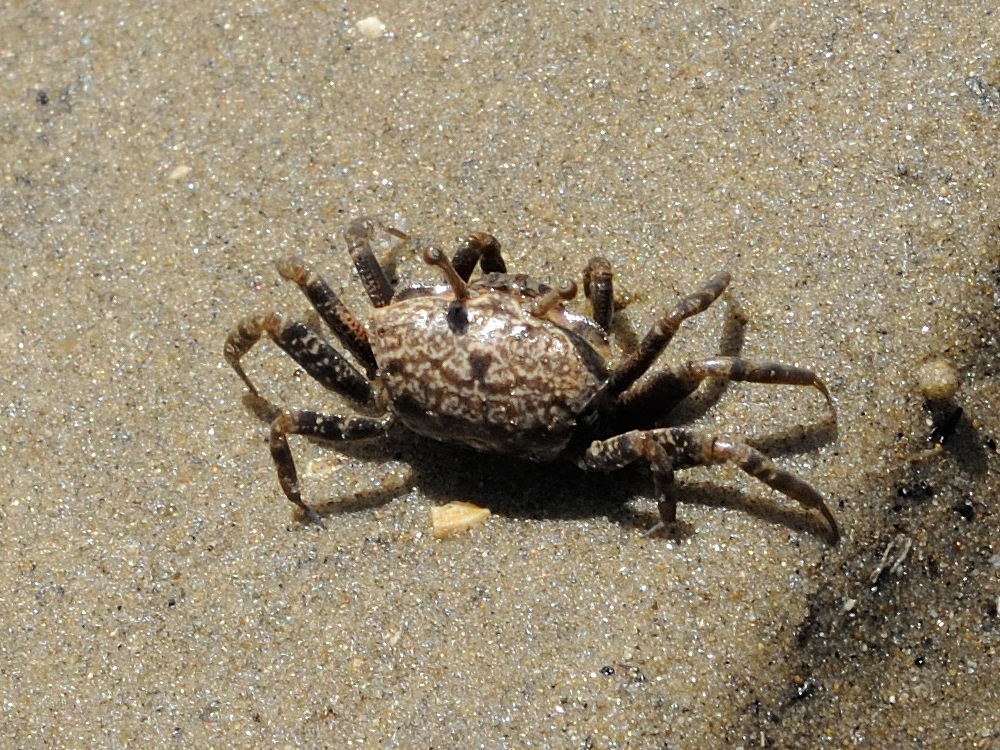 Afficher le média uca_annulipes1md uca_annulipes1md