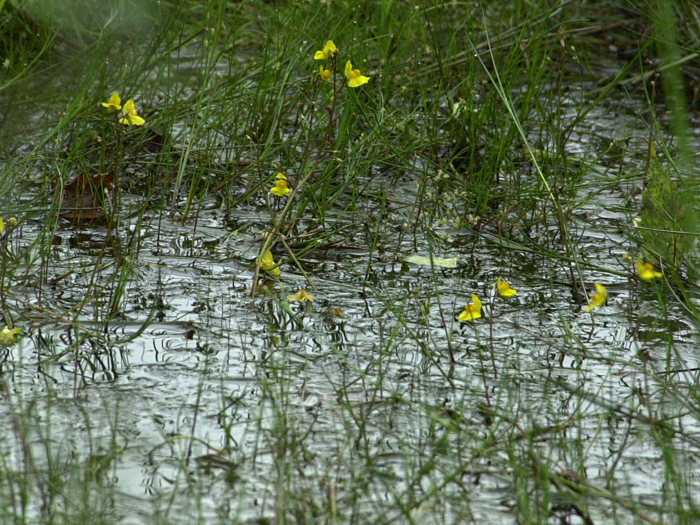 utricularia_australis4md