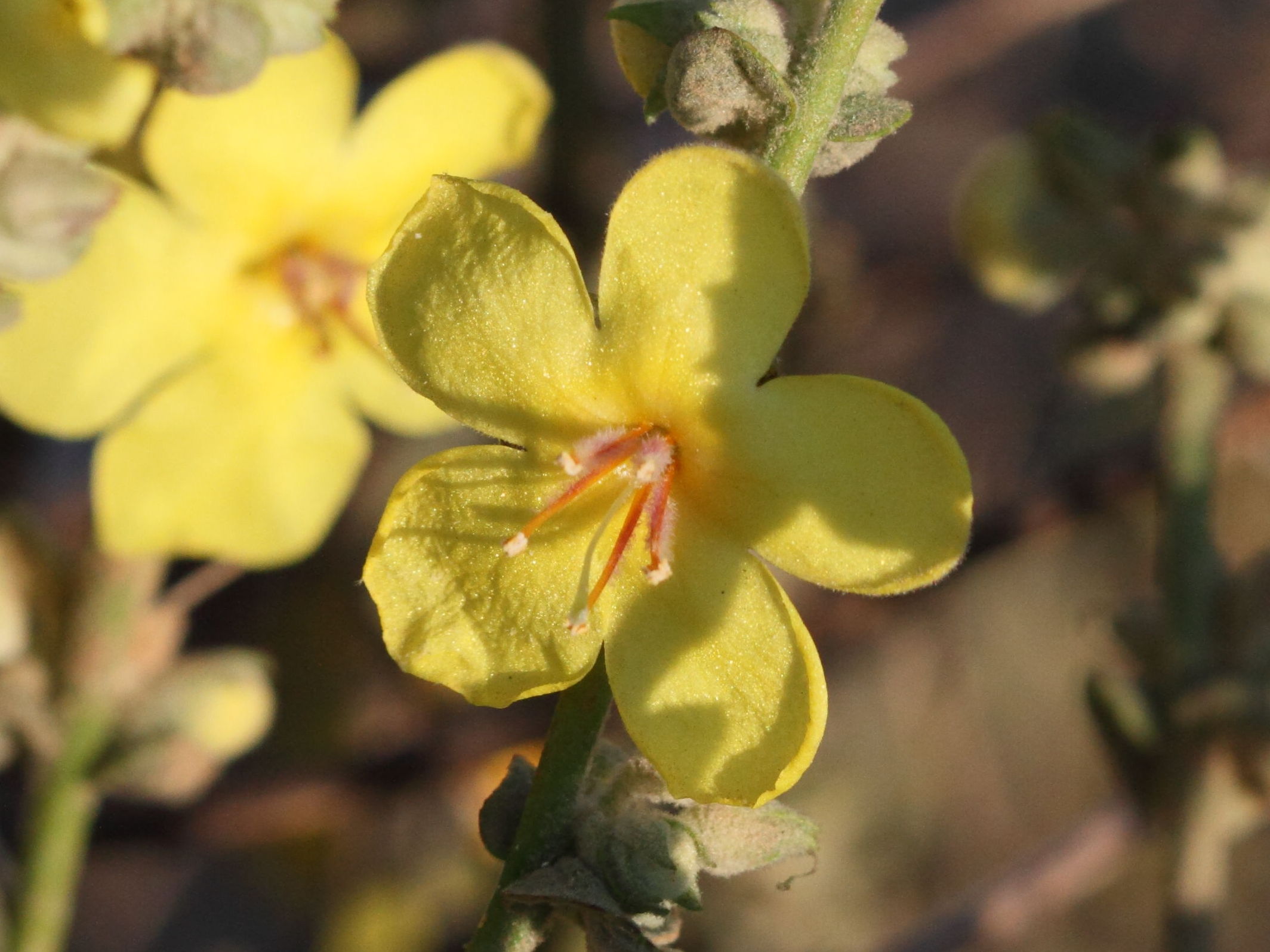 verbascum_sinuatum2bbd