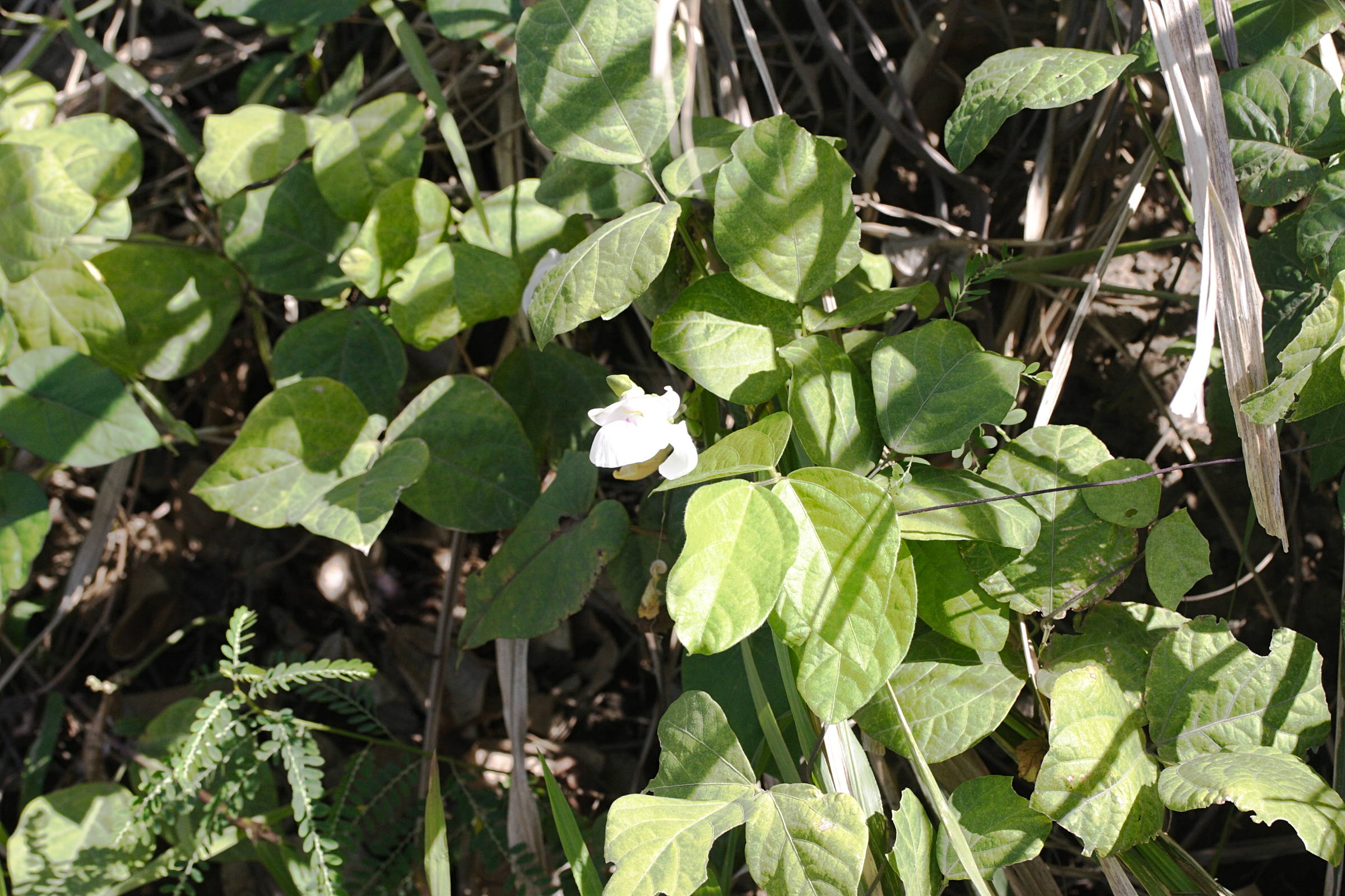 vigna_unguiculata4md