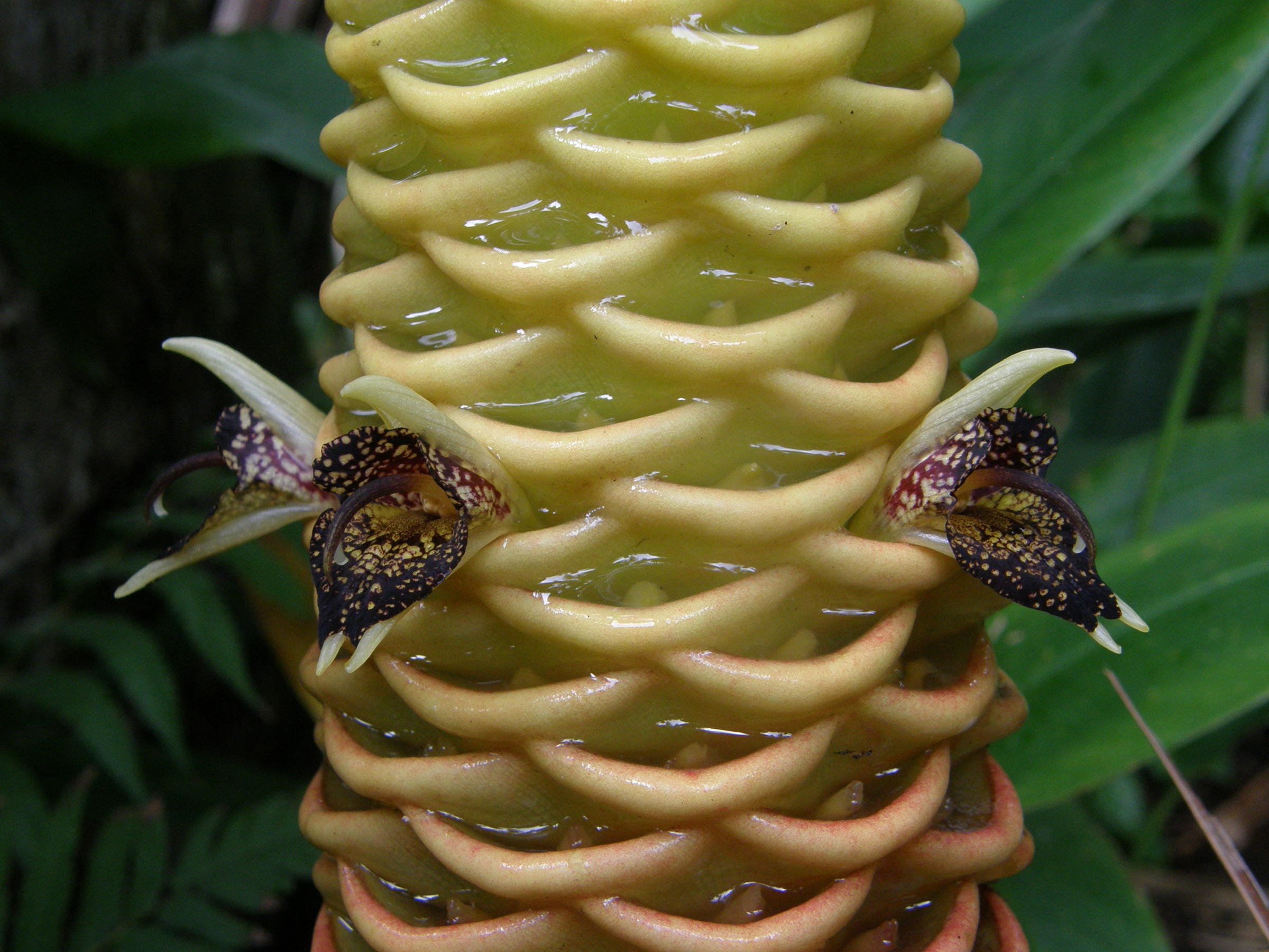 zingiber_zerumbet5madv