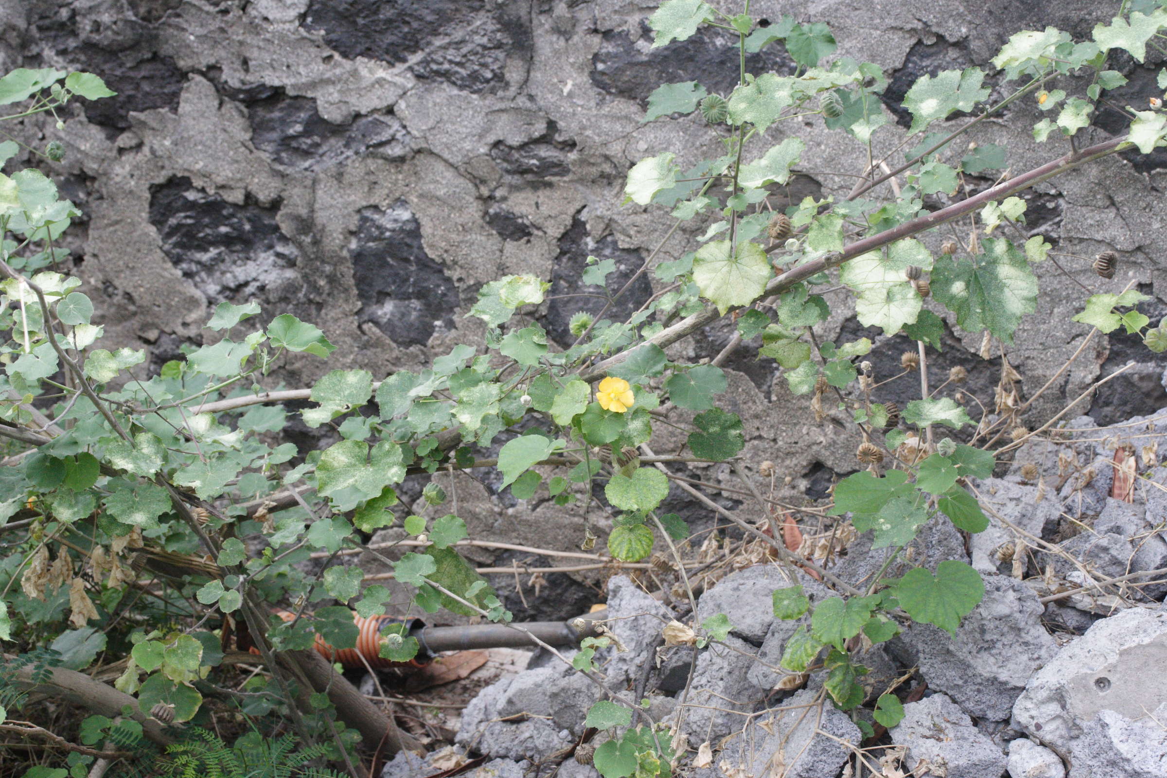abutilon_indicum1md
