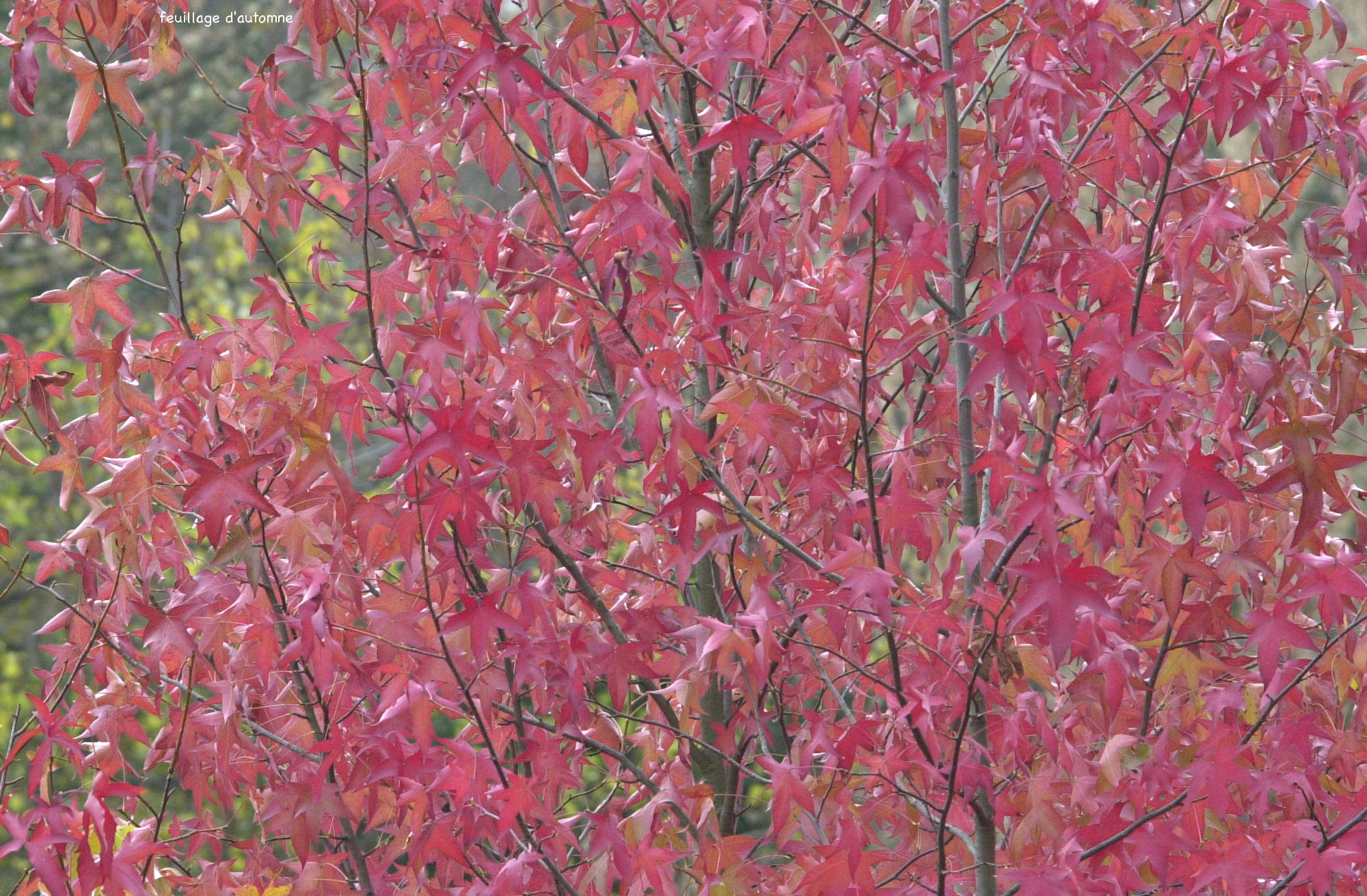 Afficher le média acer_palmatum_atropurpureum3md acer_palmatum_atropurpureum3md