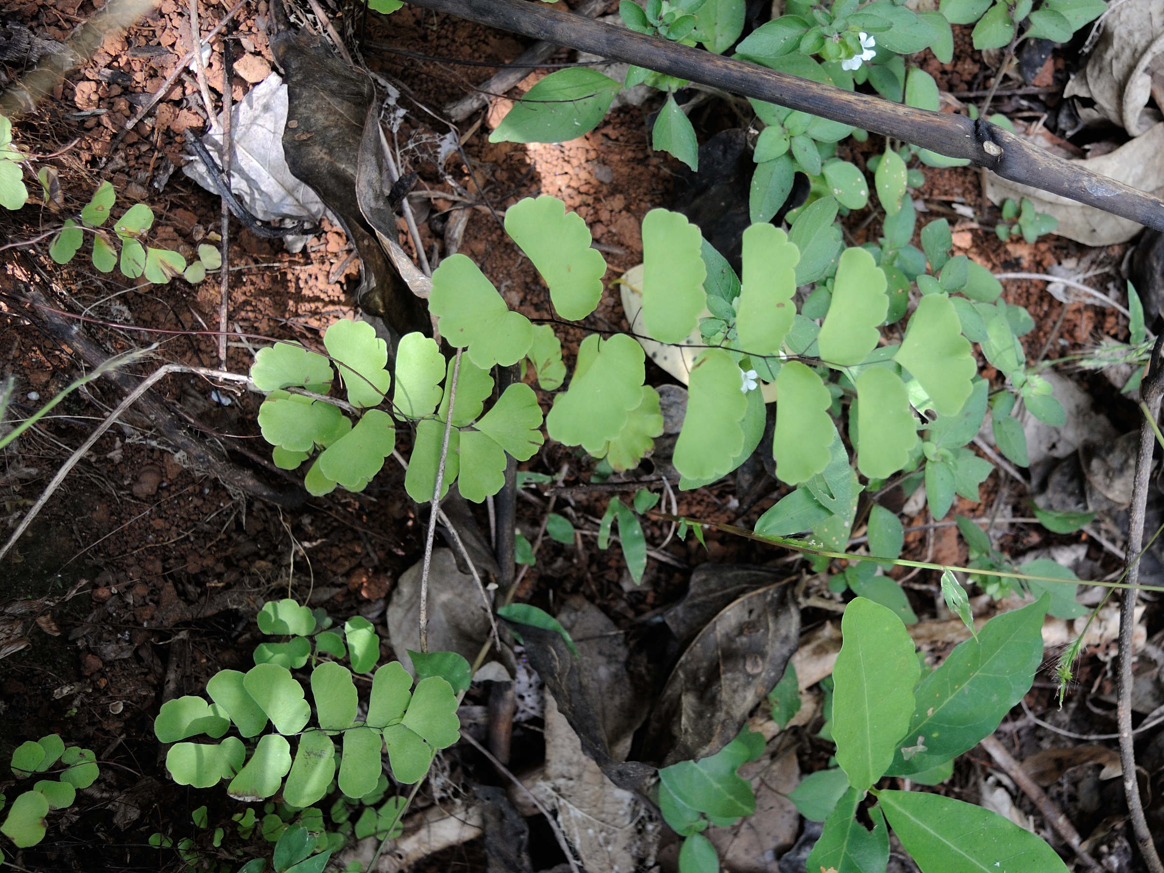 adiantum_lunulatum2md