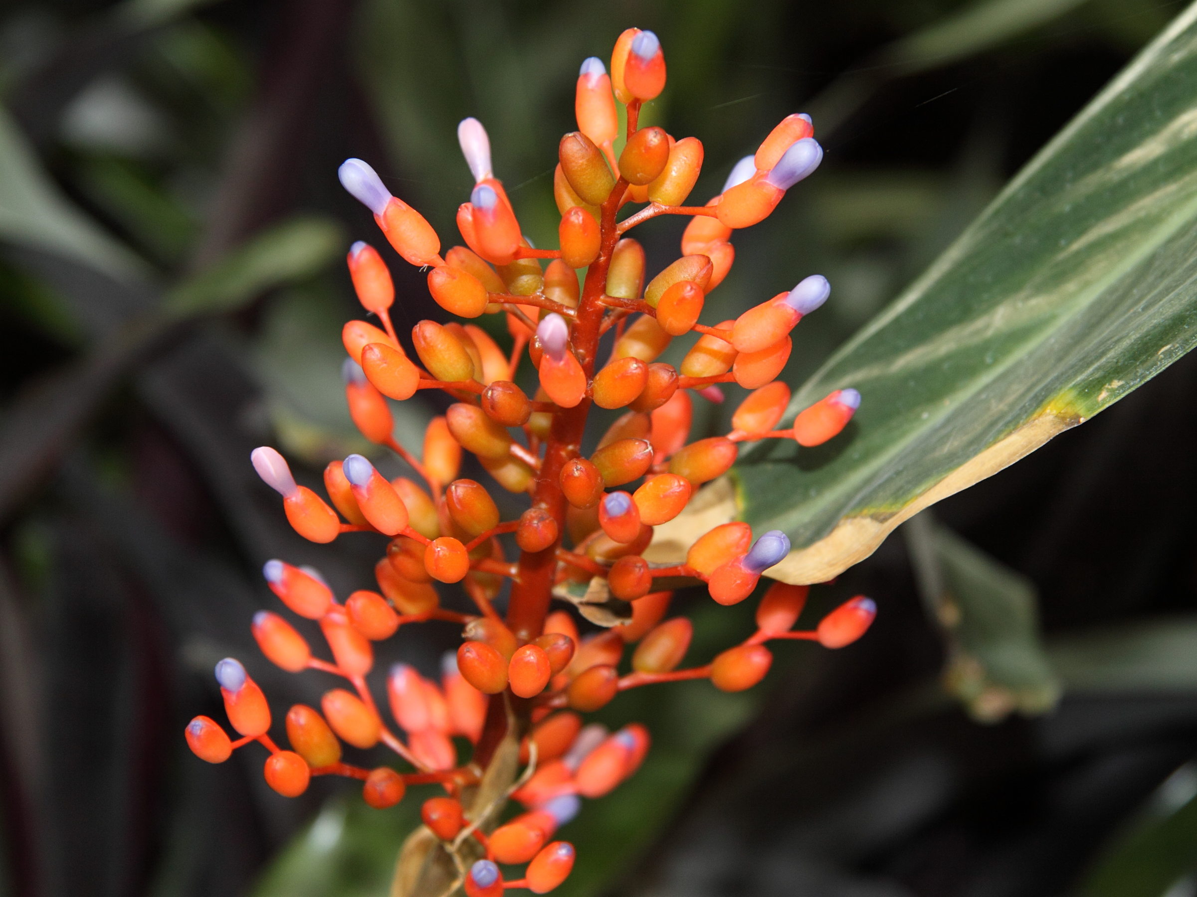 aechmea_fulgens4cc