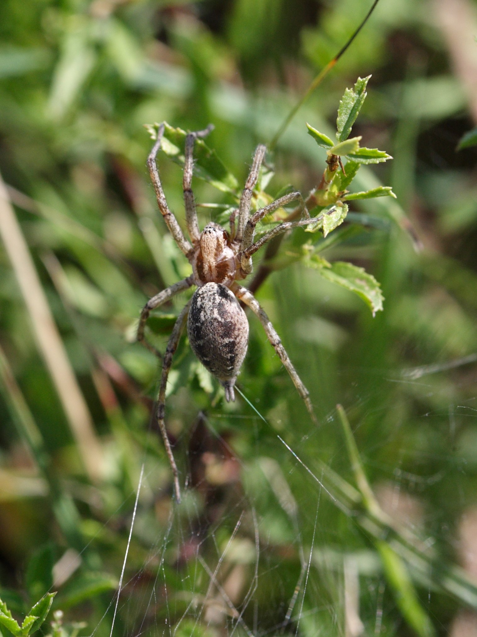 agelena_labyrinthica2sd