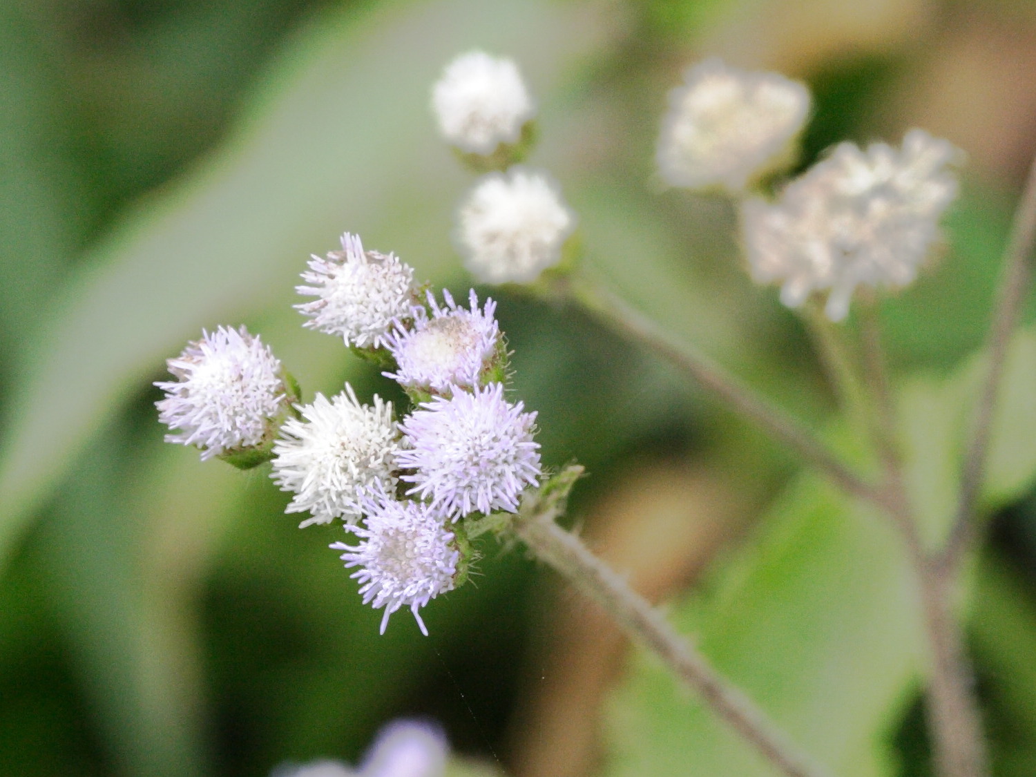 ageratum_conyzoides1md