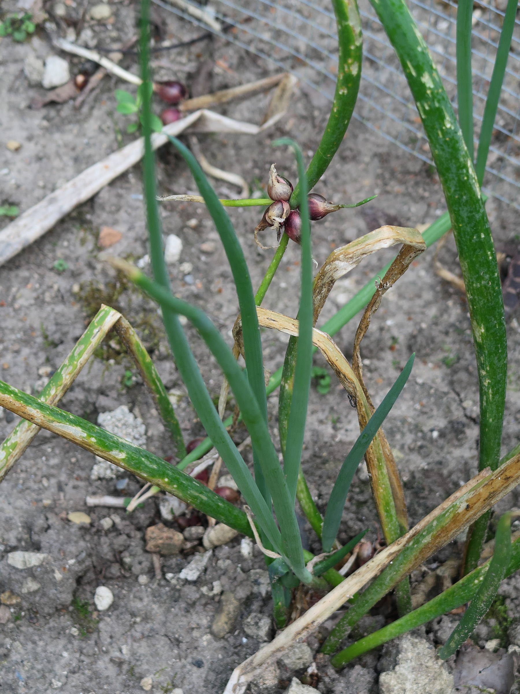 allium_scorodoprasum4md