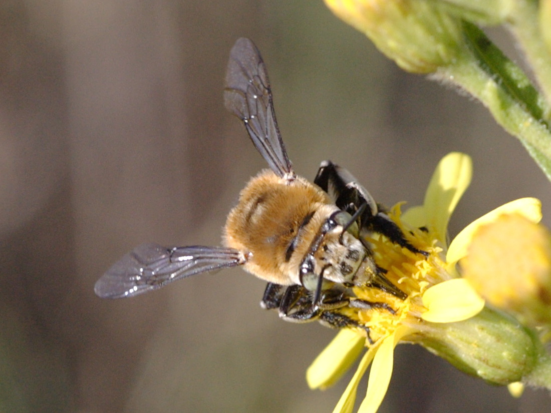 Afficher le média amegilla_quadrifasciata2bd amegilla_quadrifasciata2bd