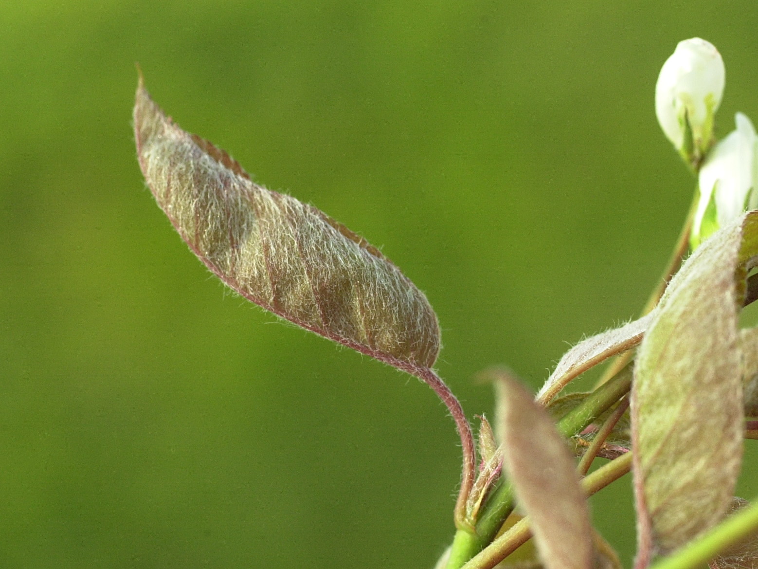 amelanchier_lamarckii2bmd