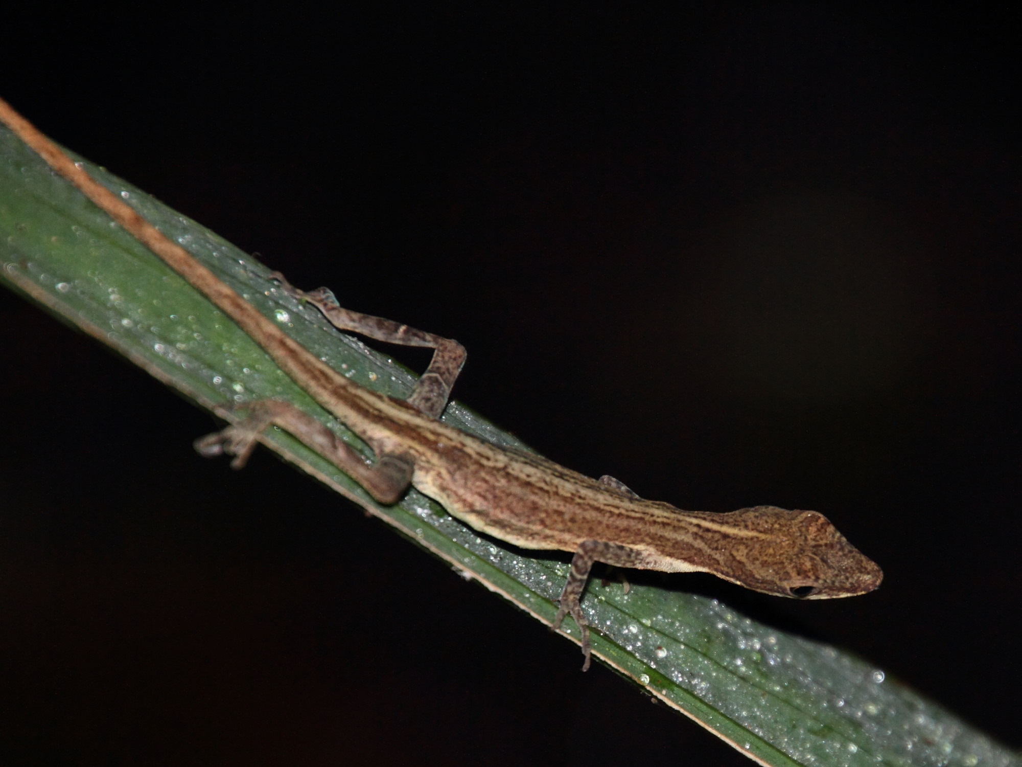 anolis_limifrons2md