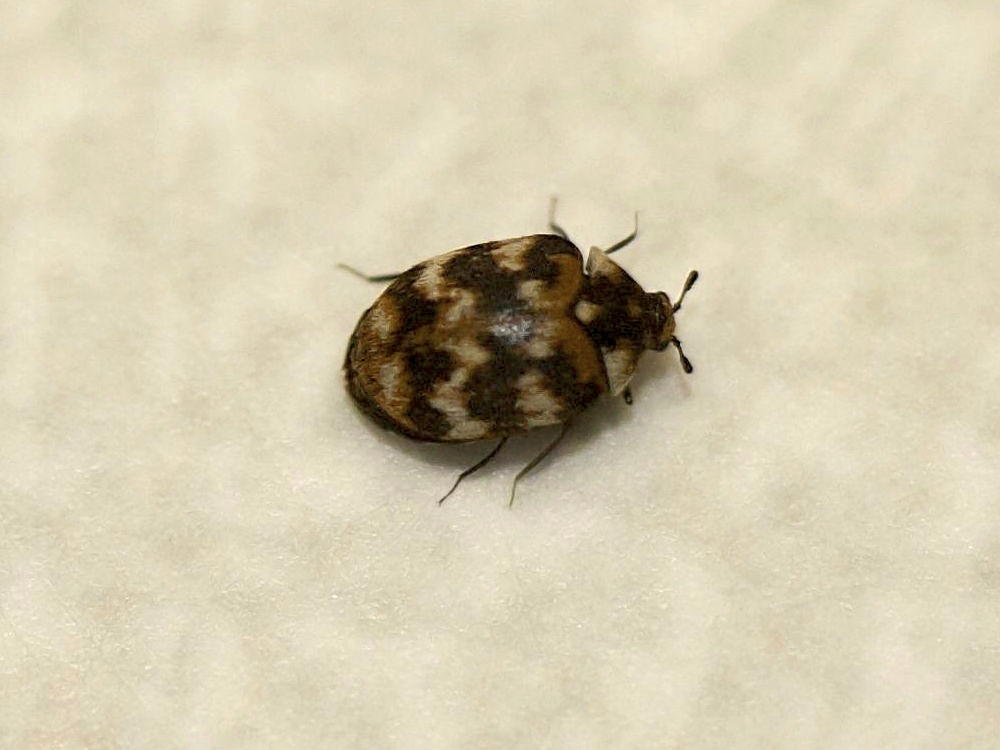 anthrenus_verbasci1bbd