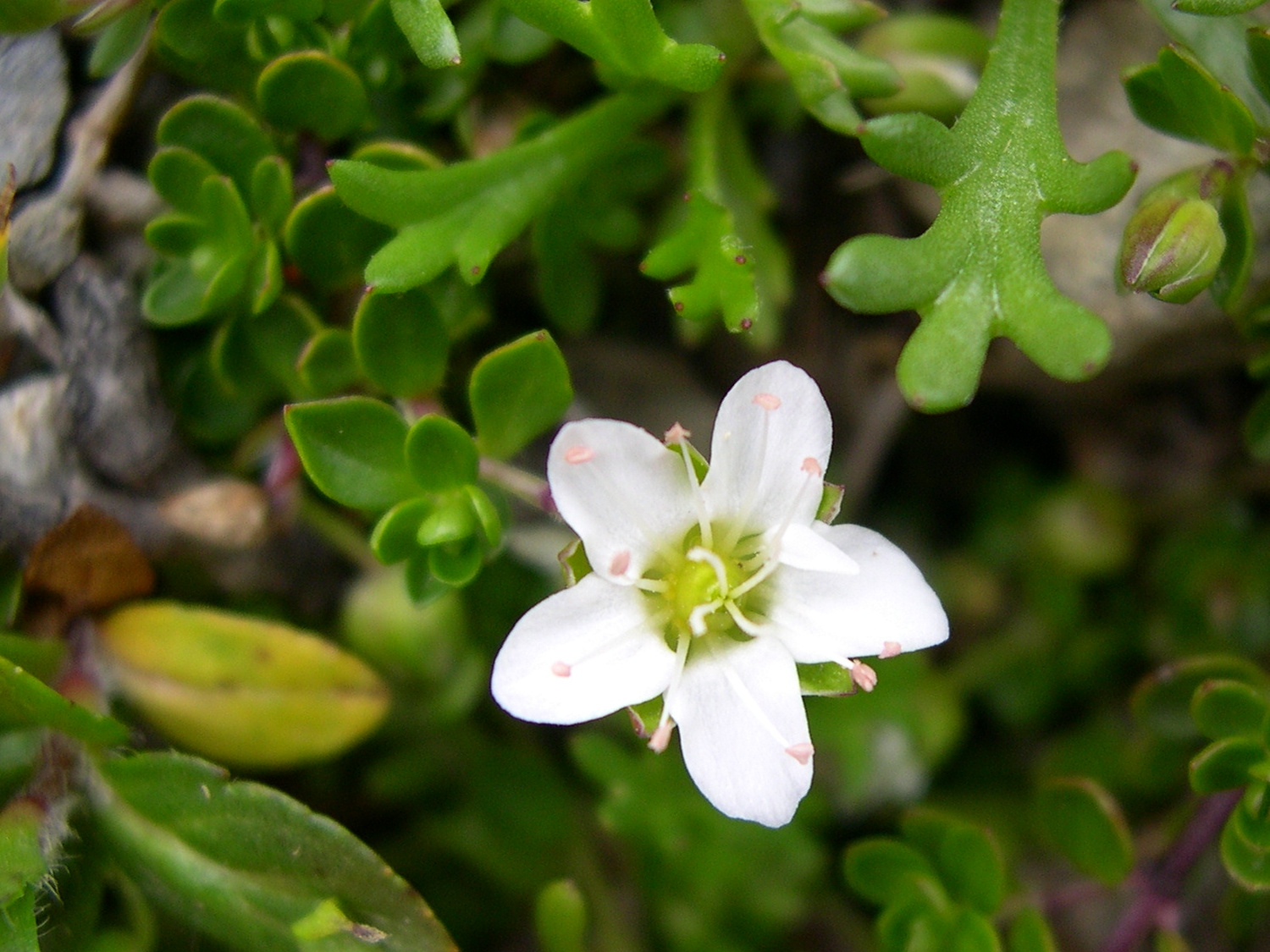 Afficher le média arenaria_biflora2md arenaria_biflora2md