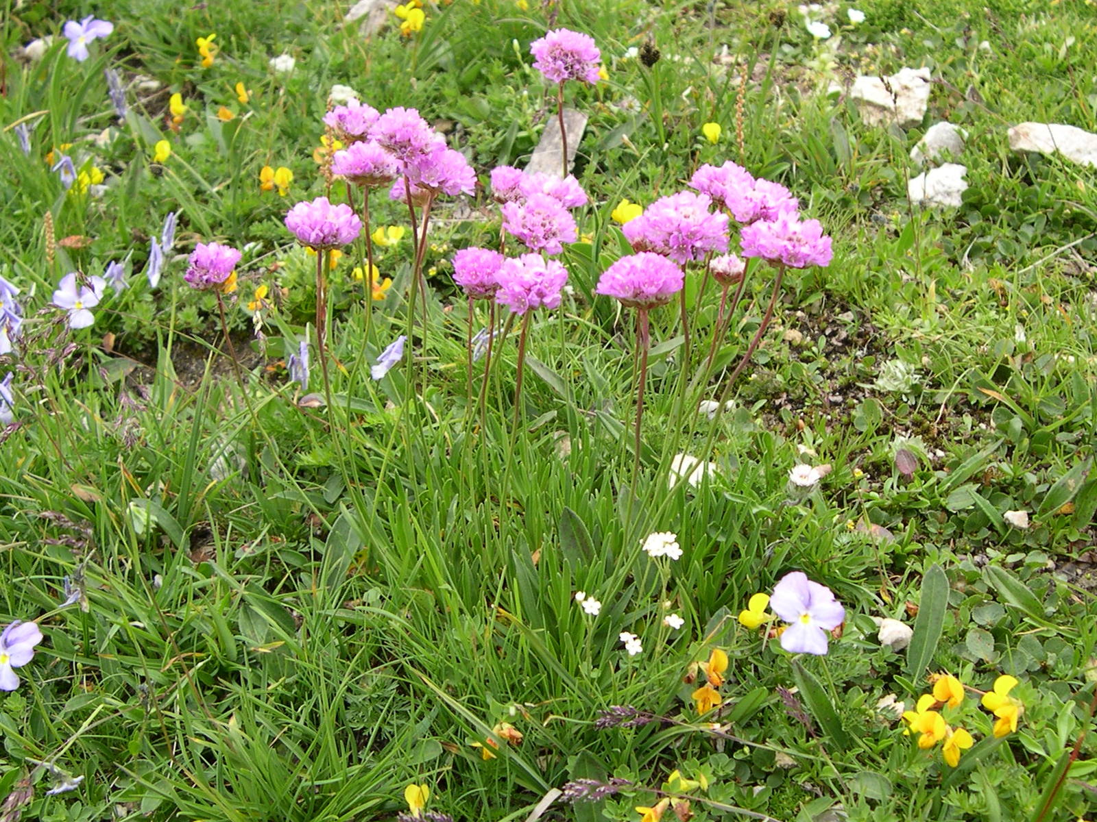 Afficher le média armeria_alpina1md armeria_alpina1md