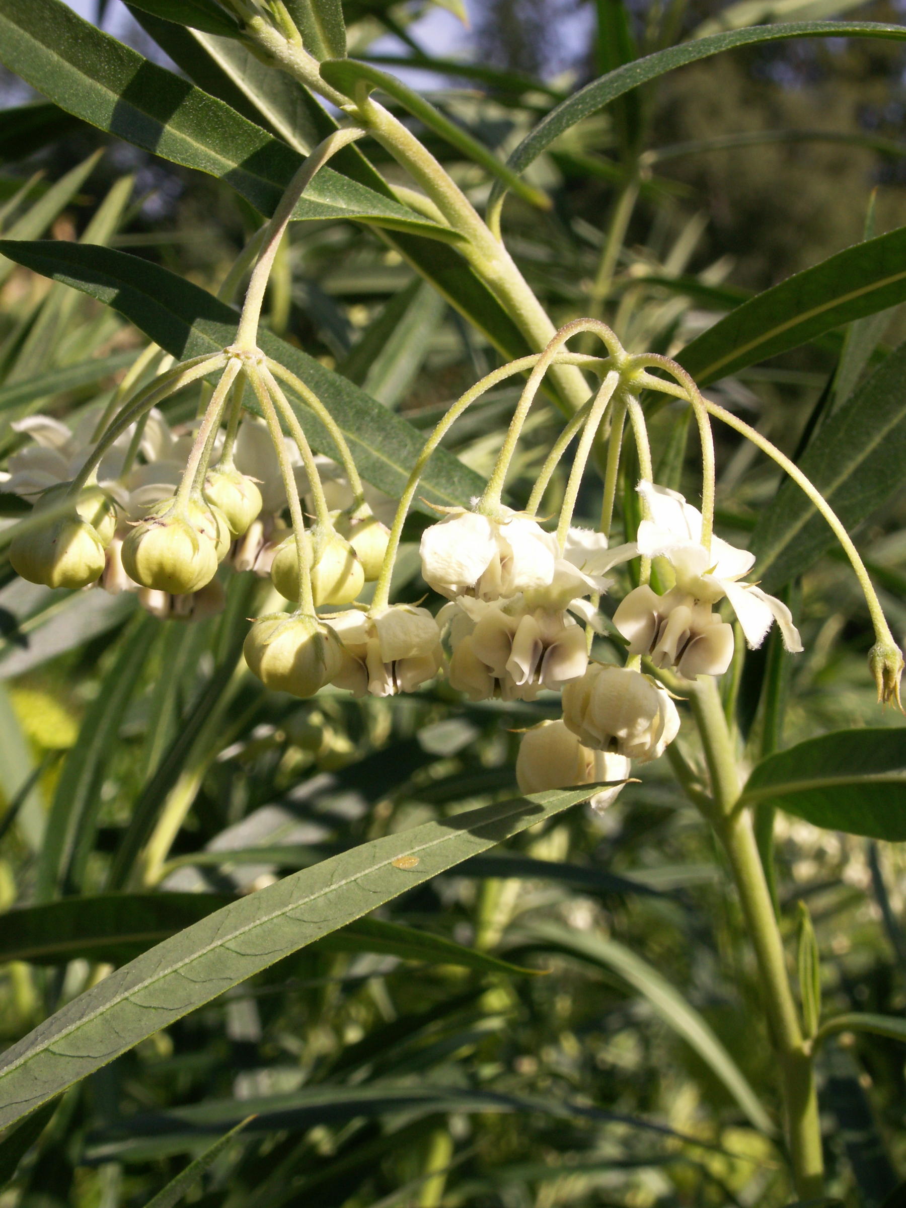 asclepias_fruticosus1bd