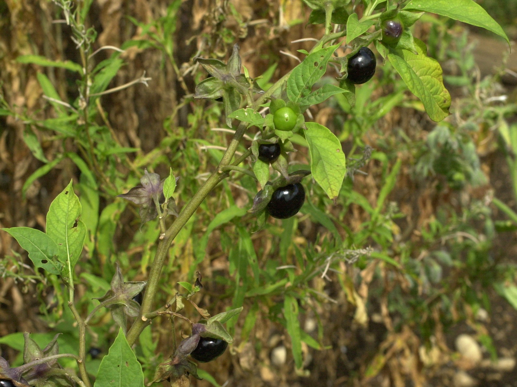 atropa_belladonna4md