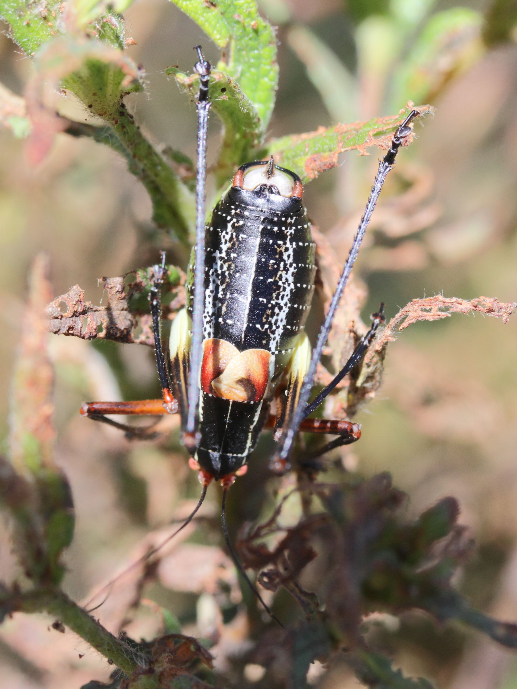 barbitistes_fischeri1md