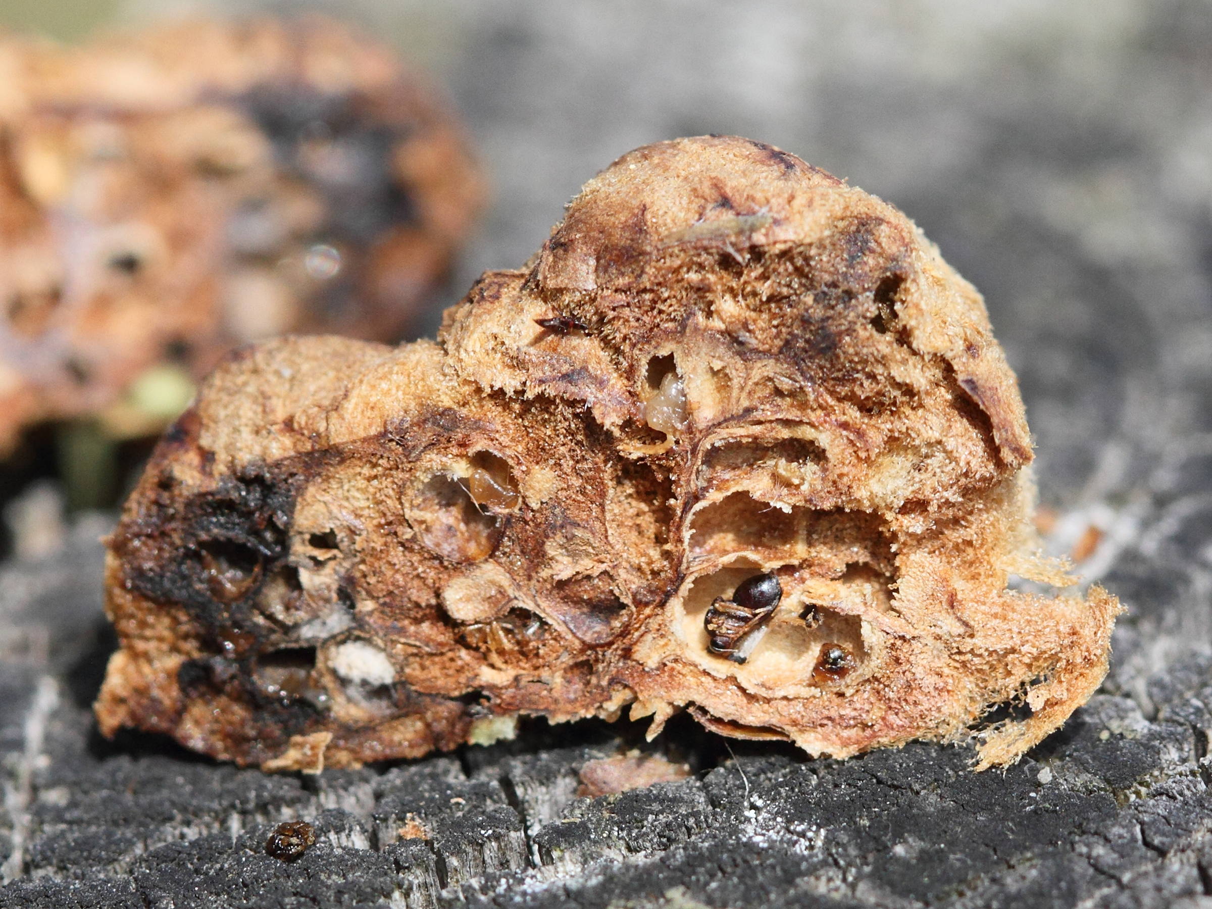 biorhiza_pallida_galle5md