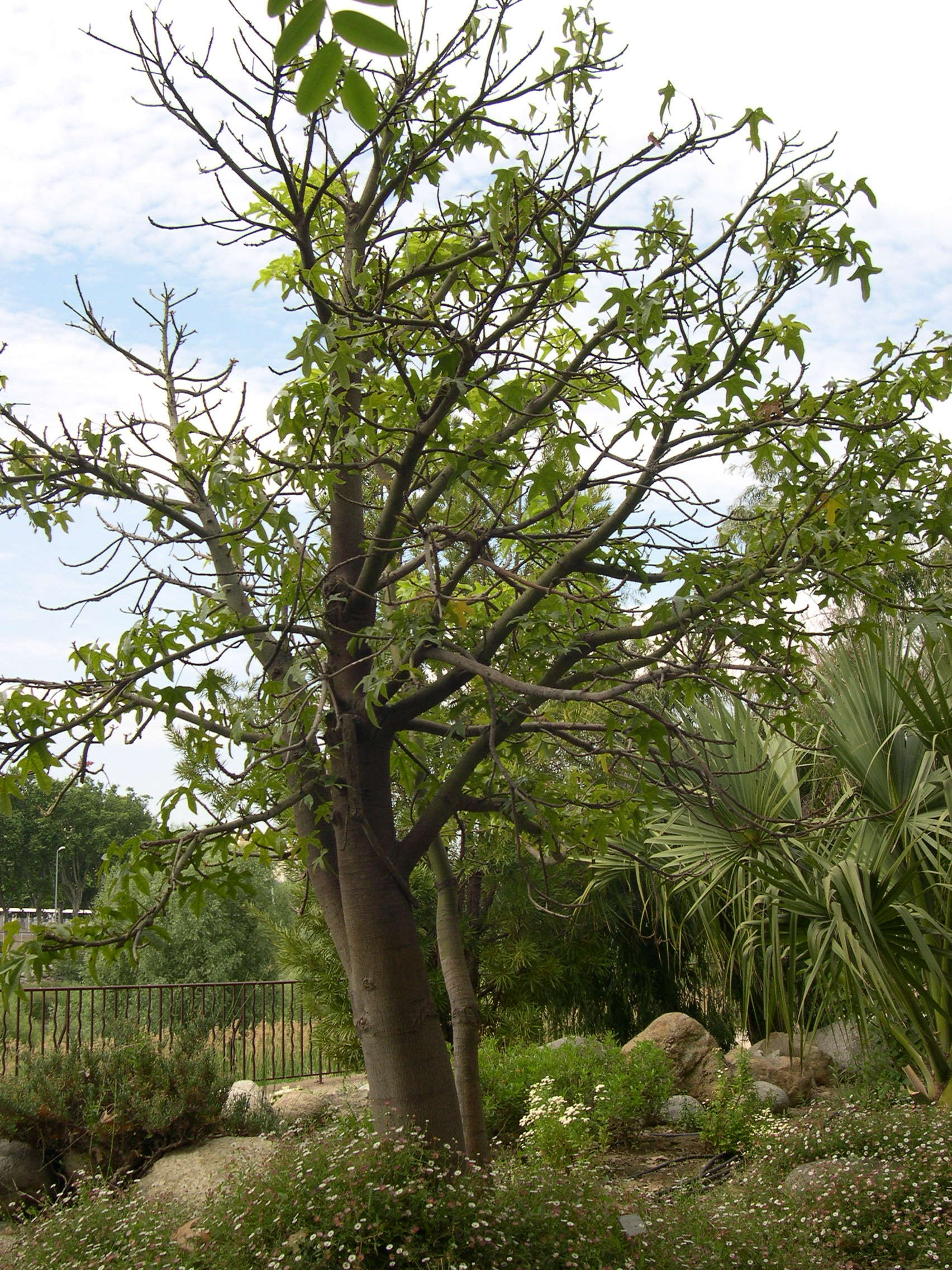 Afficher le média Brachychiton_acerifolius Brachychiton_acerifolius