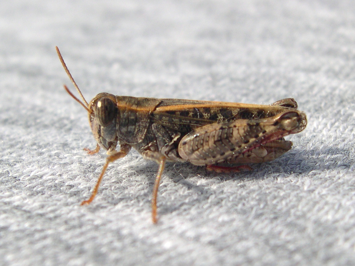 calliptamus_barbarus3md