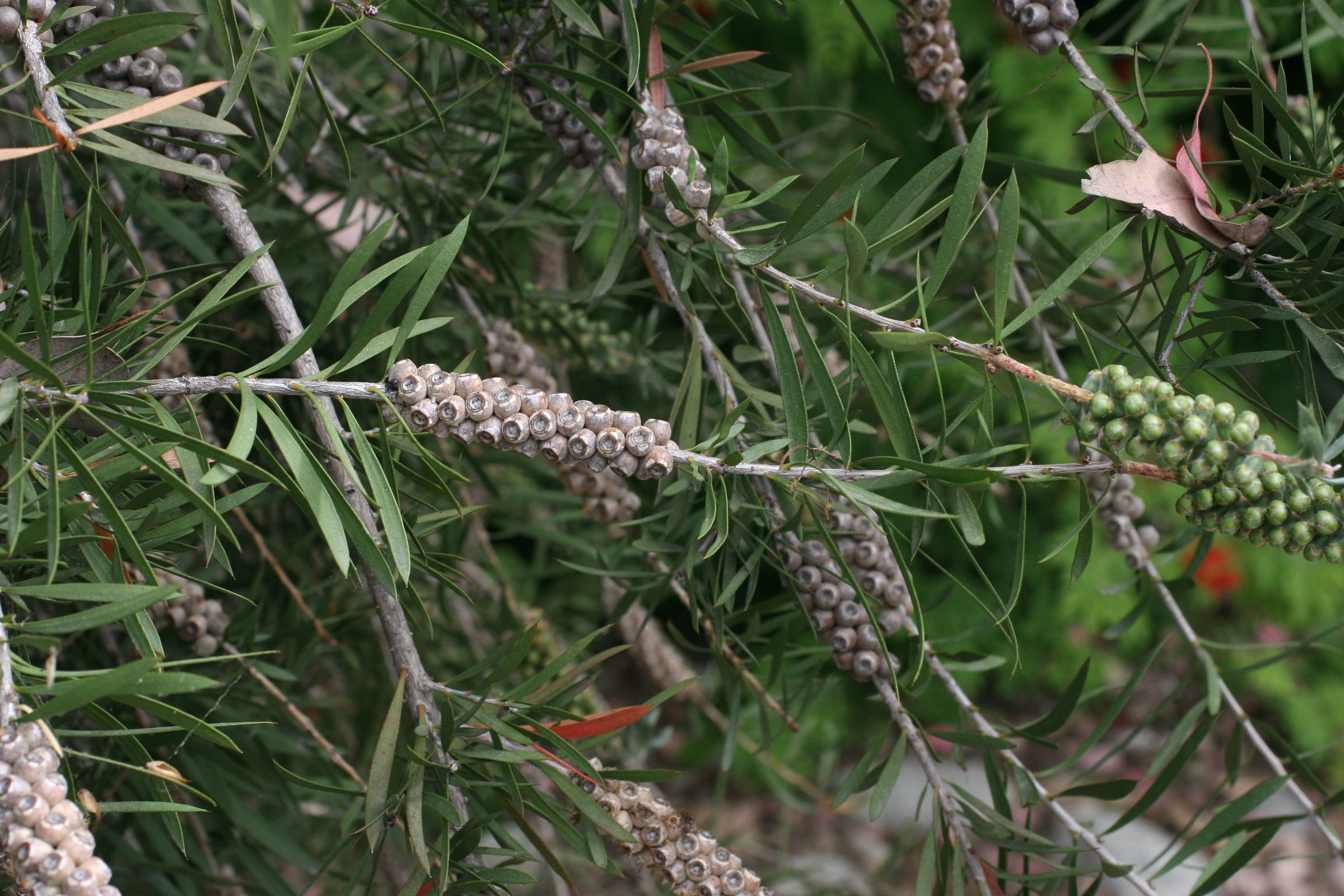 Afficher le média callistemon_viminalis4md callistemon_viminalis4md