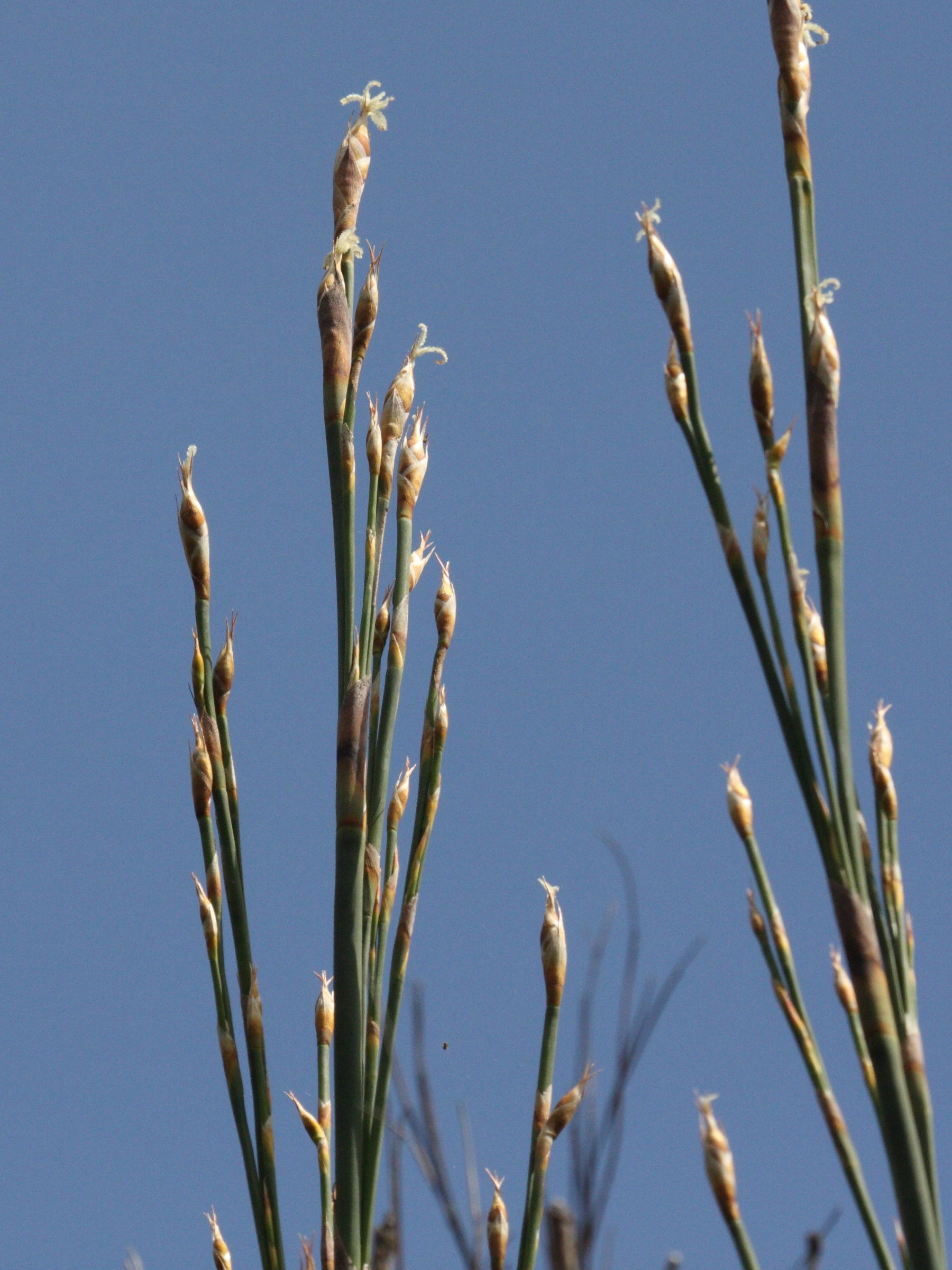 cannomois_virgata1bd