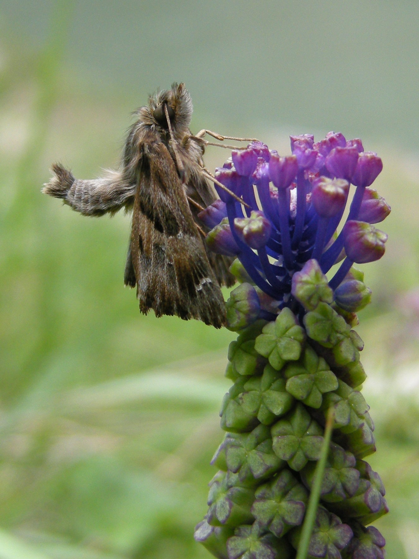 Afficher le média carcharodus_alceae2bd carcharodus_alceae2bd