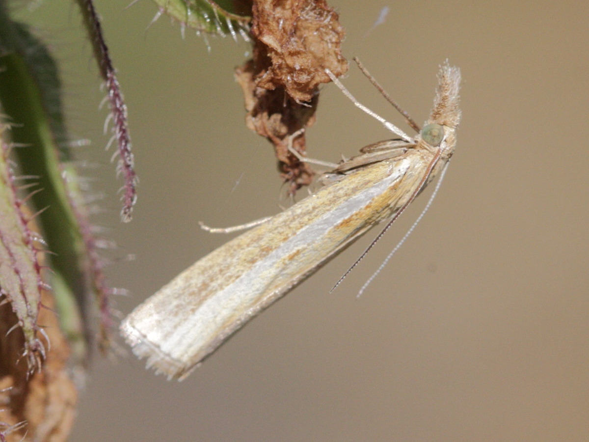 catoptria_pyramidellus1bd