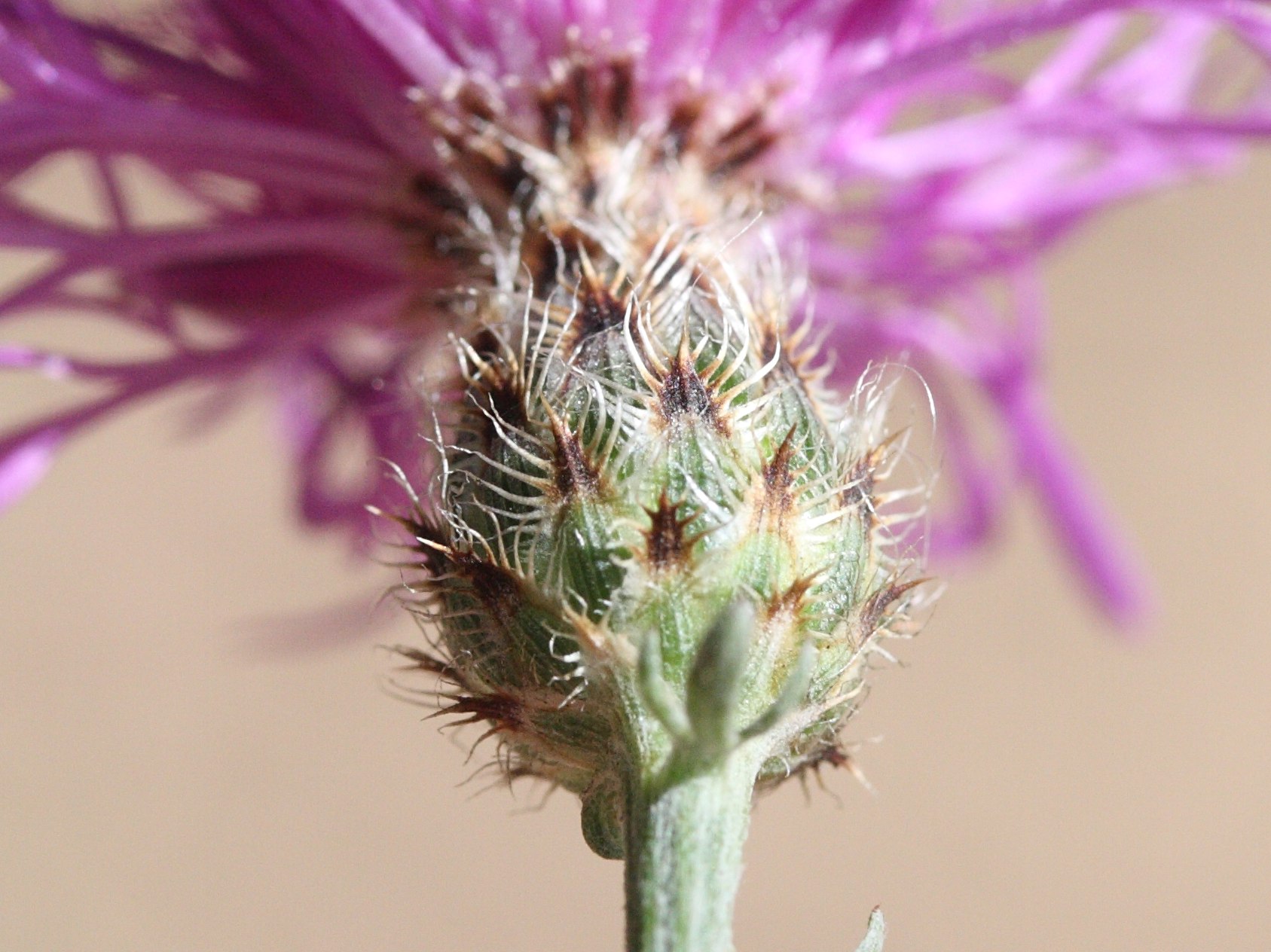 centaurea_maculosa4md