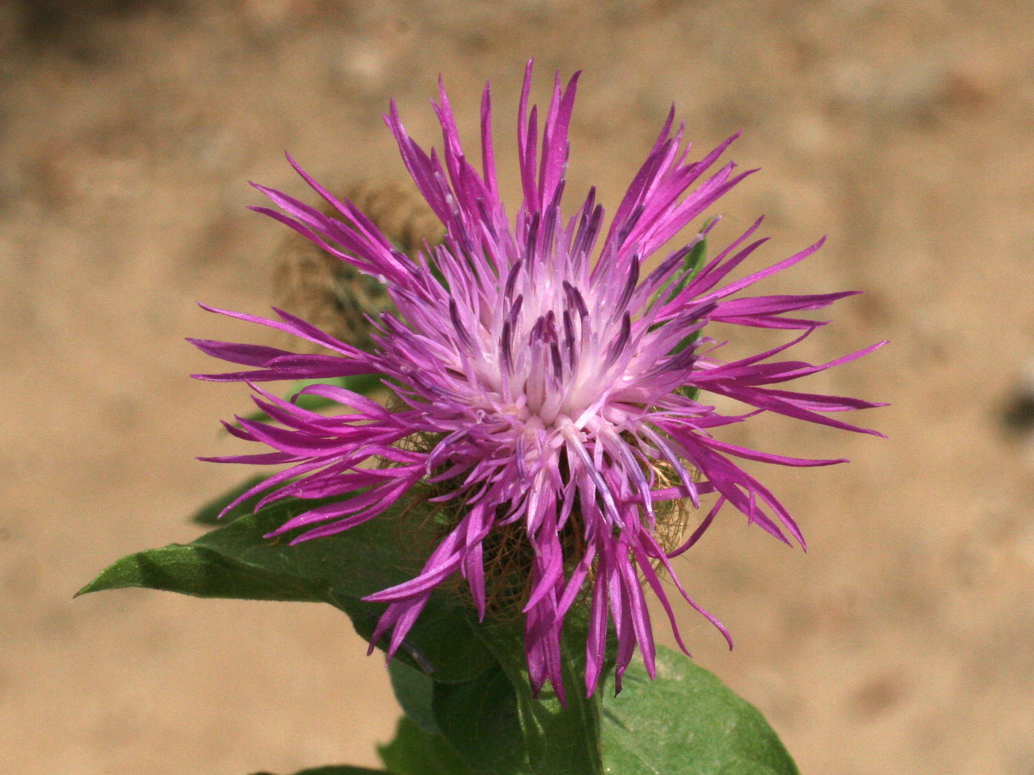 centaurea_pectinata3md