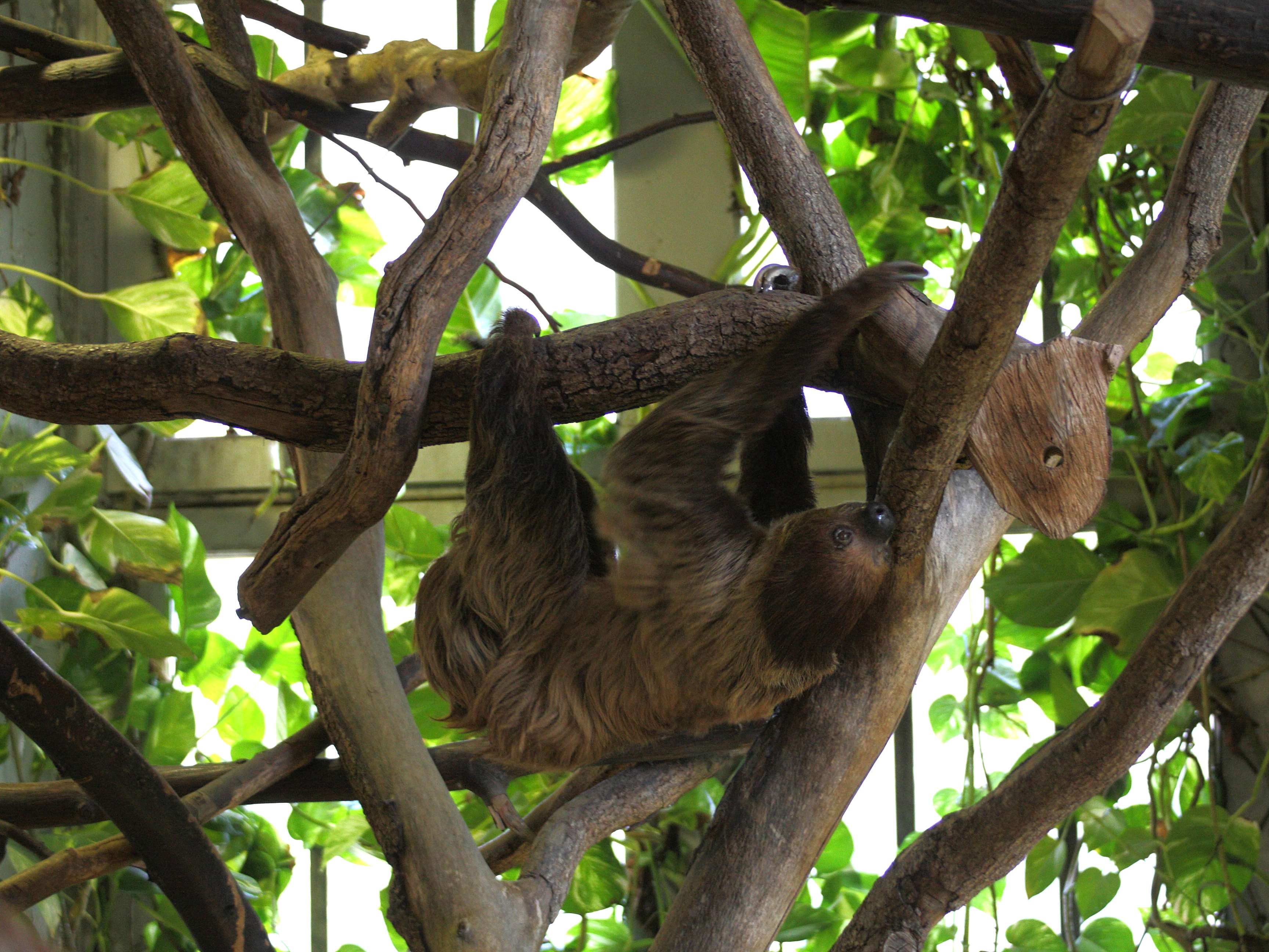 choloepus_didactylus1md