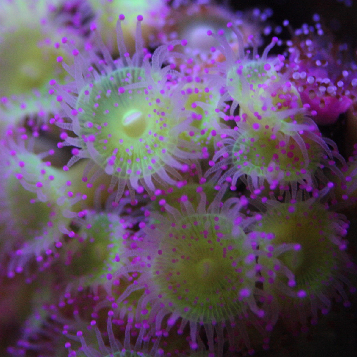 corynactis_viridis1md