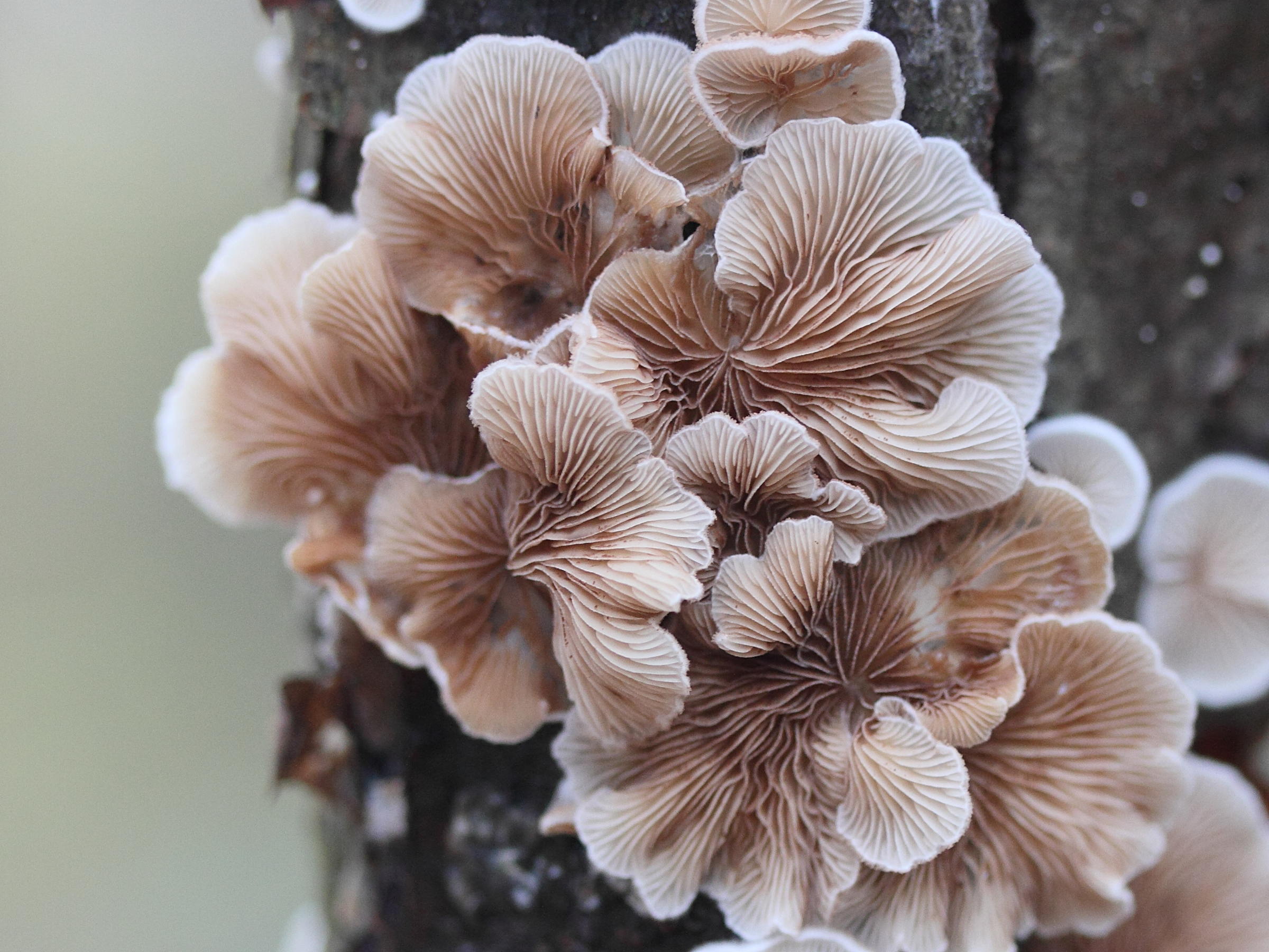 Afficher le média crepidotus_variabilis2md crepidotus_variabilis2md