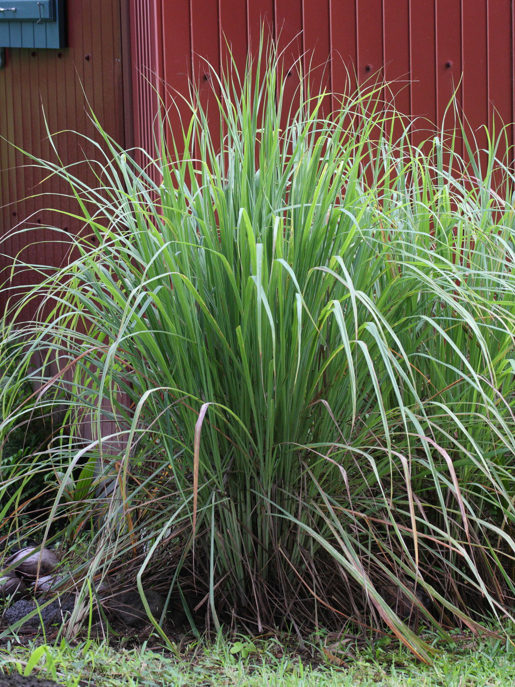 cymbopogon_schoenanthus1md