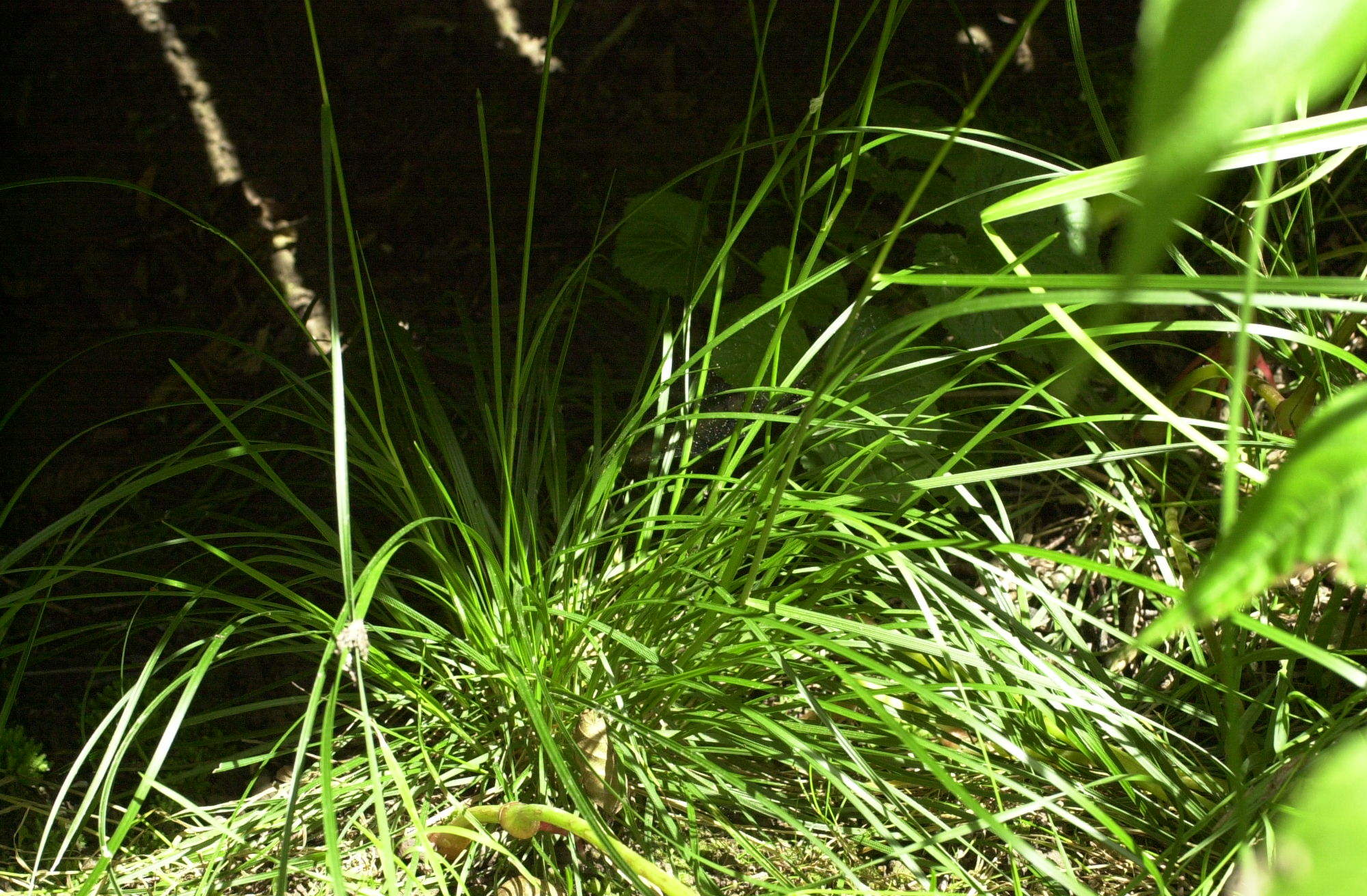 deschampsia_caespitosa1md