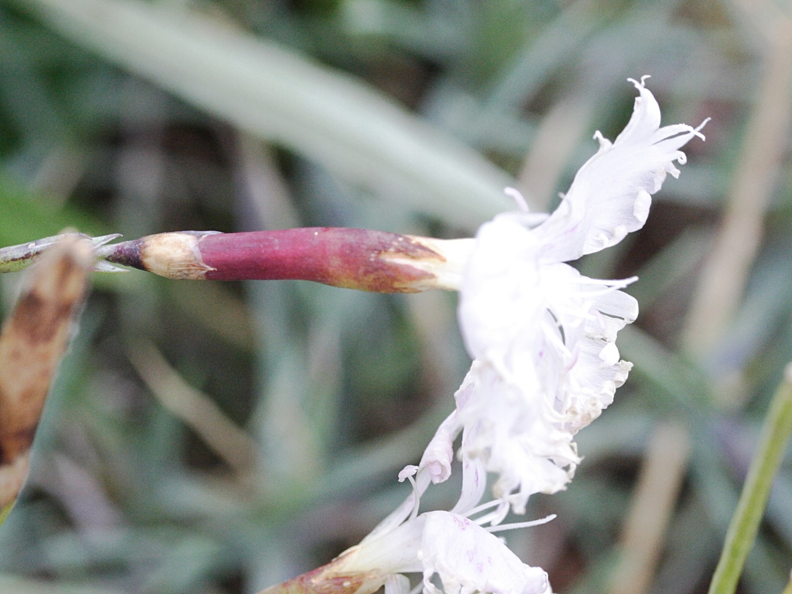 dianthus_serotinus2md