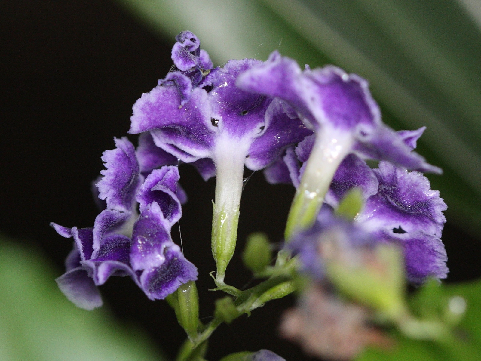 Afficher le média duranta_erecta2bd duranta_erecta2bd