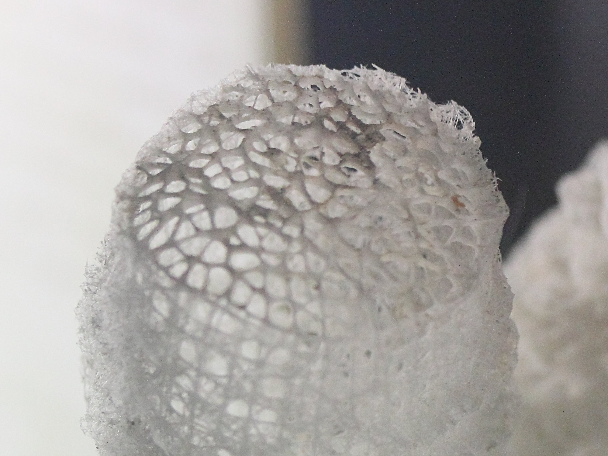 Afficher le média euplectella_aspergillum2md euplectella_aspergillum2md