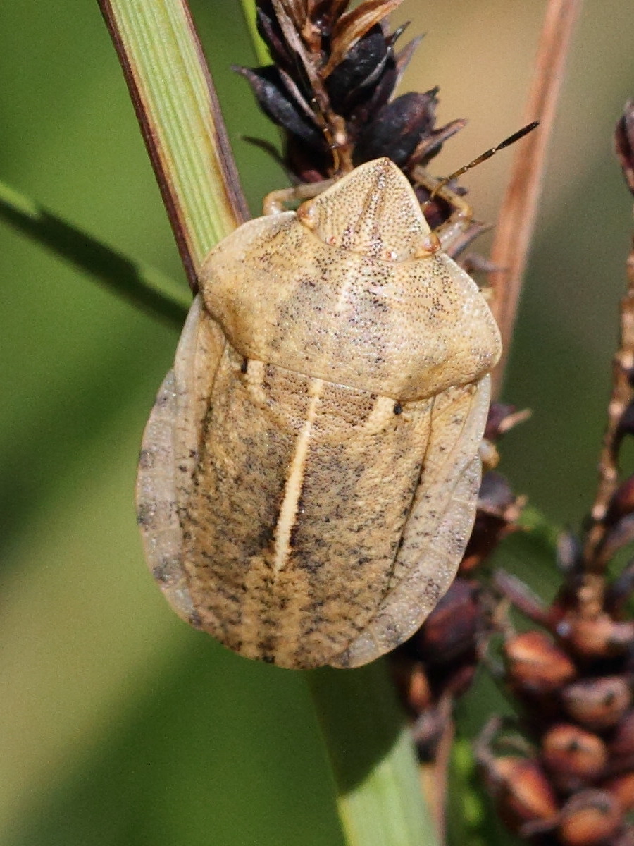 eurygaster_austriaca2bd