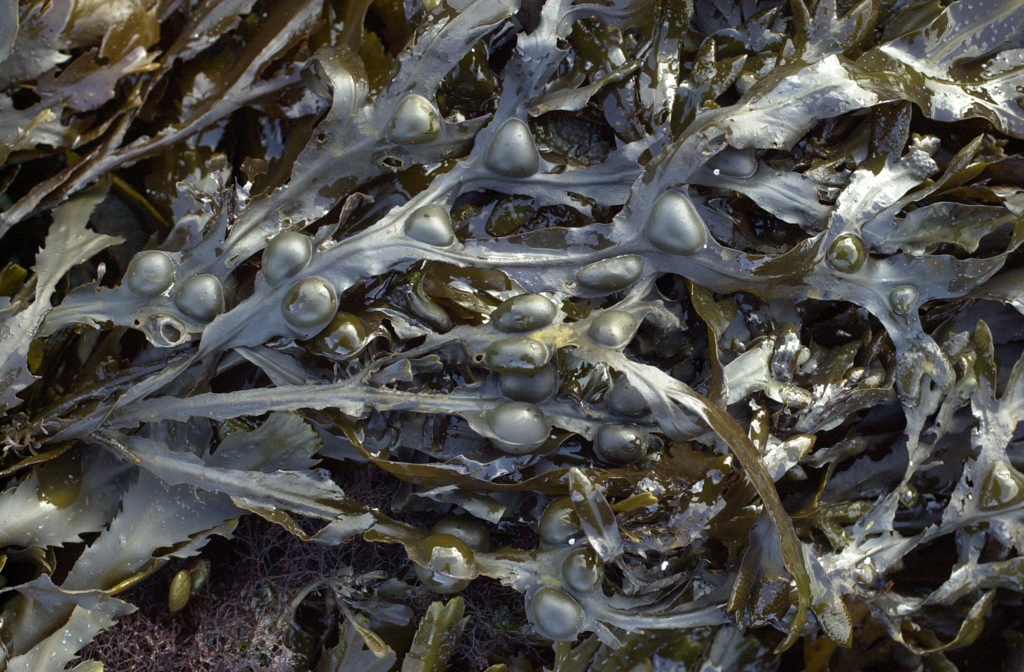 Afficher le média fucus_vesiculosus2md fucus_vesiculosus2md