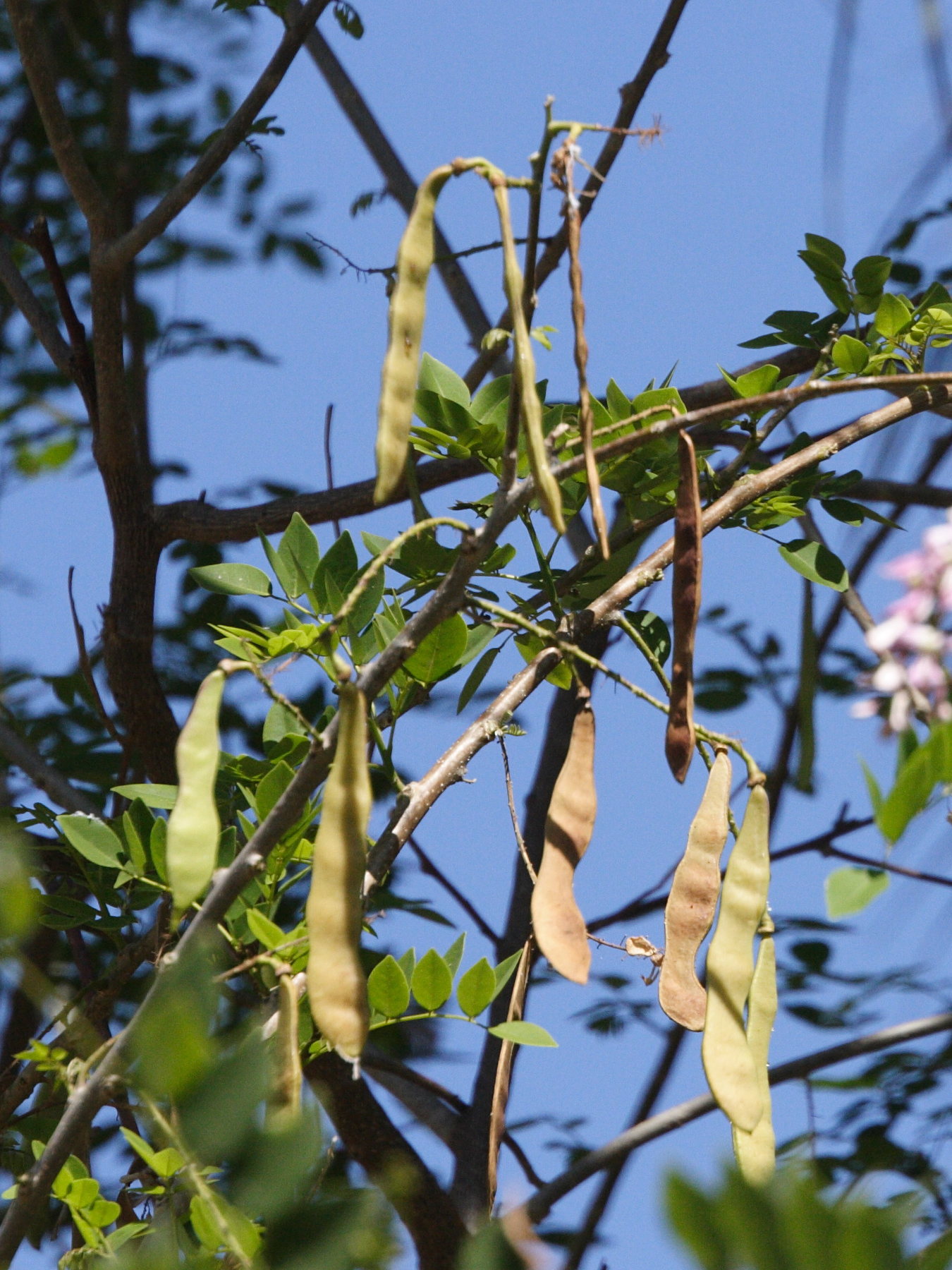 gliricidia_sepium3md