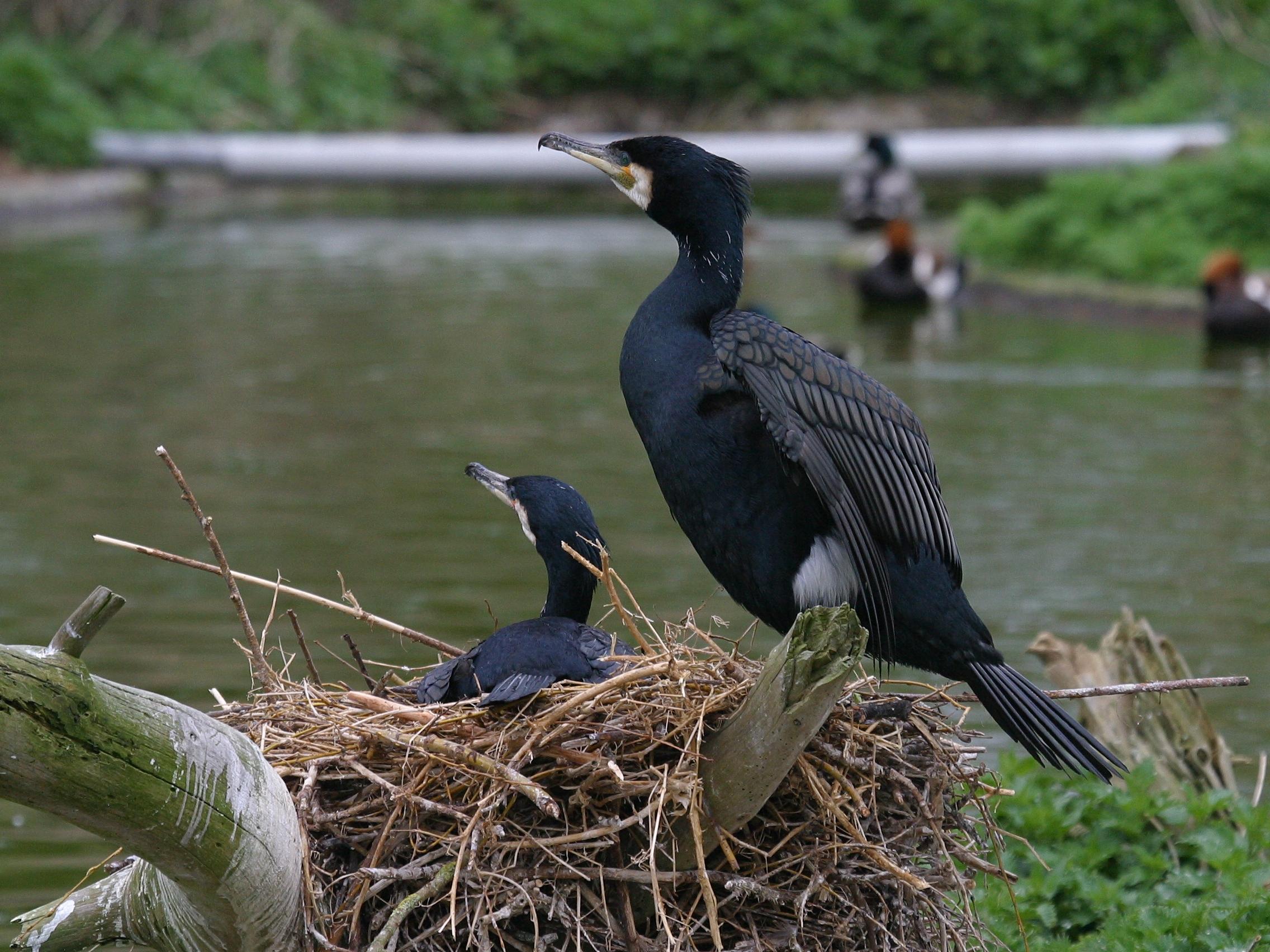 grand_cormoran_-_phalacrocorax_carbo3bd