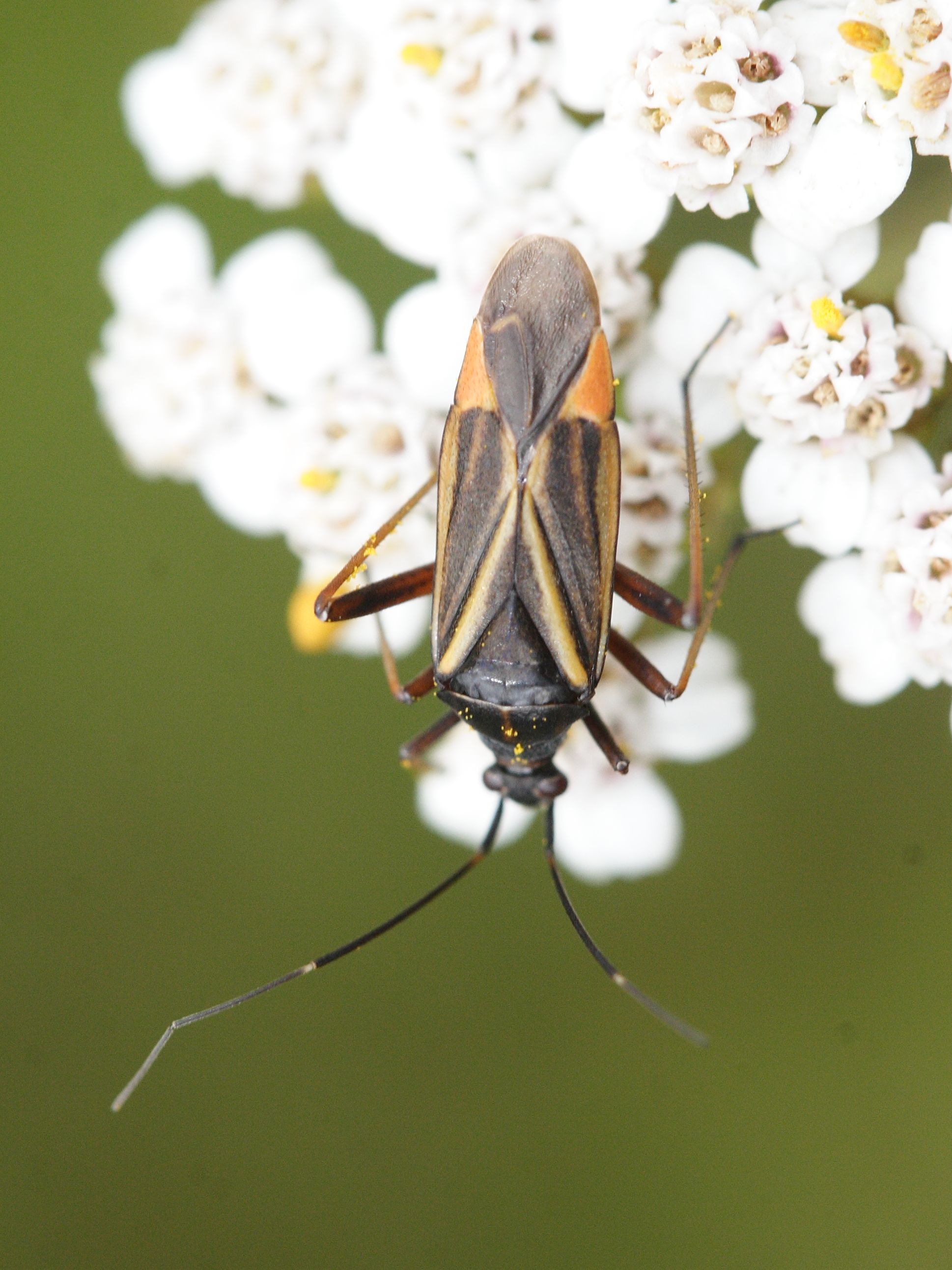 hadrodemus_m-flavum1md