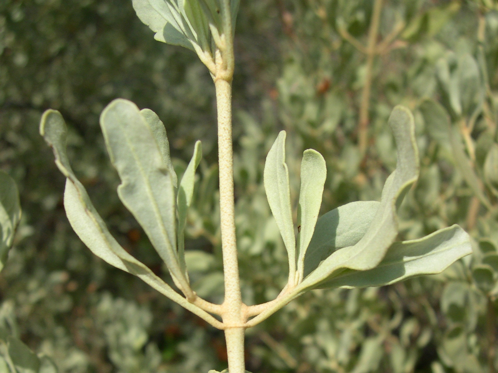 halimium_halimifolium4md