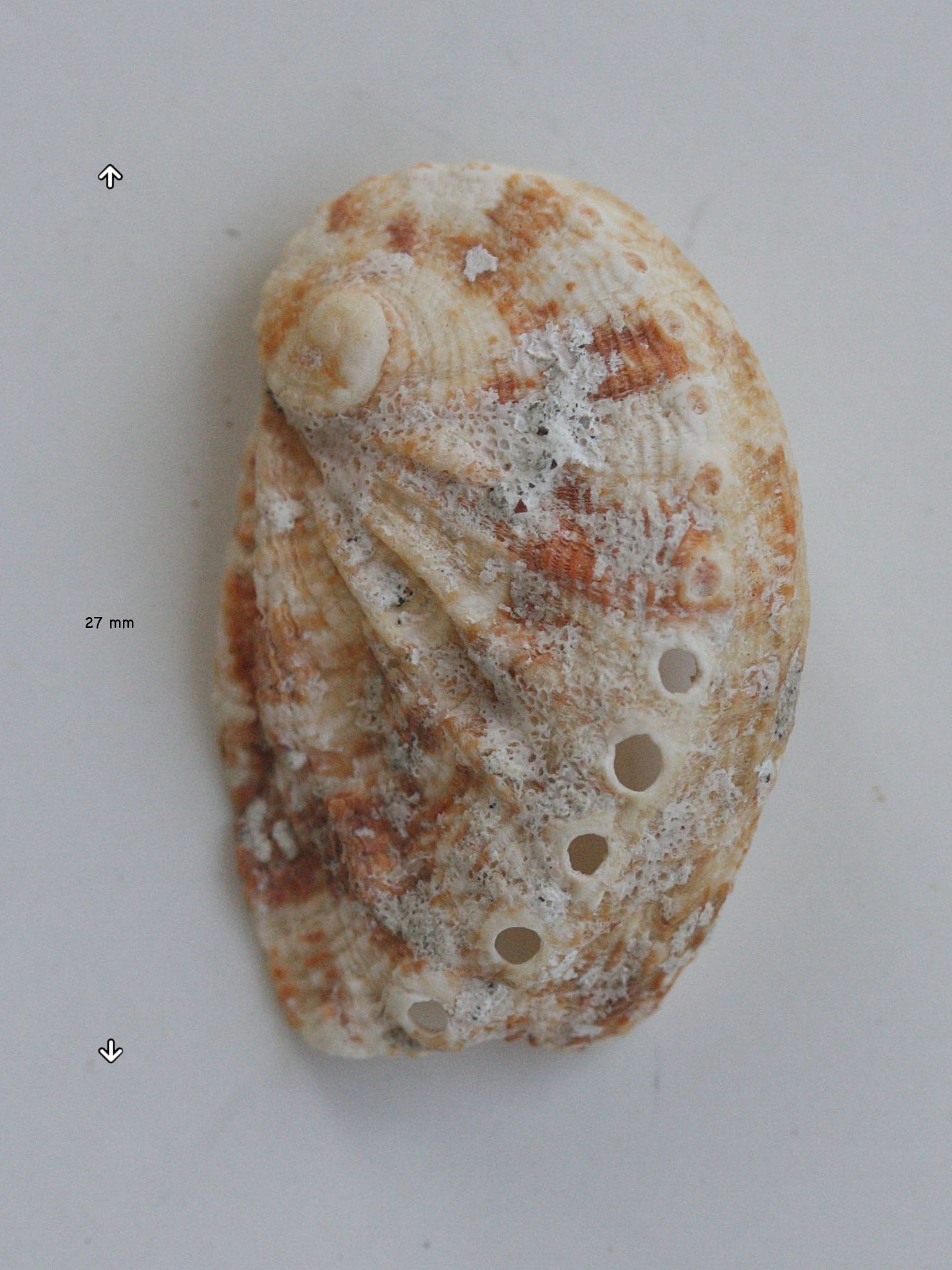 haliotis_lamellosa1md