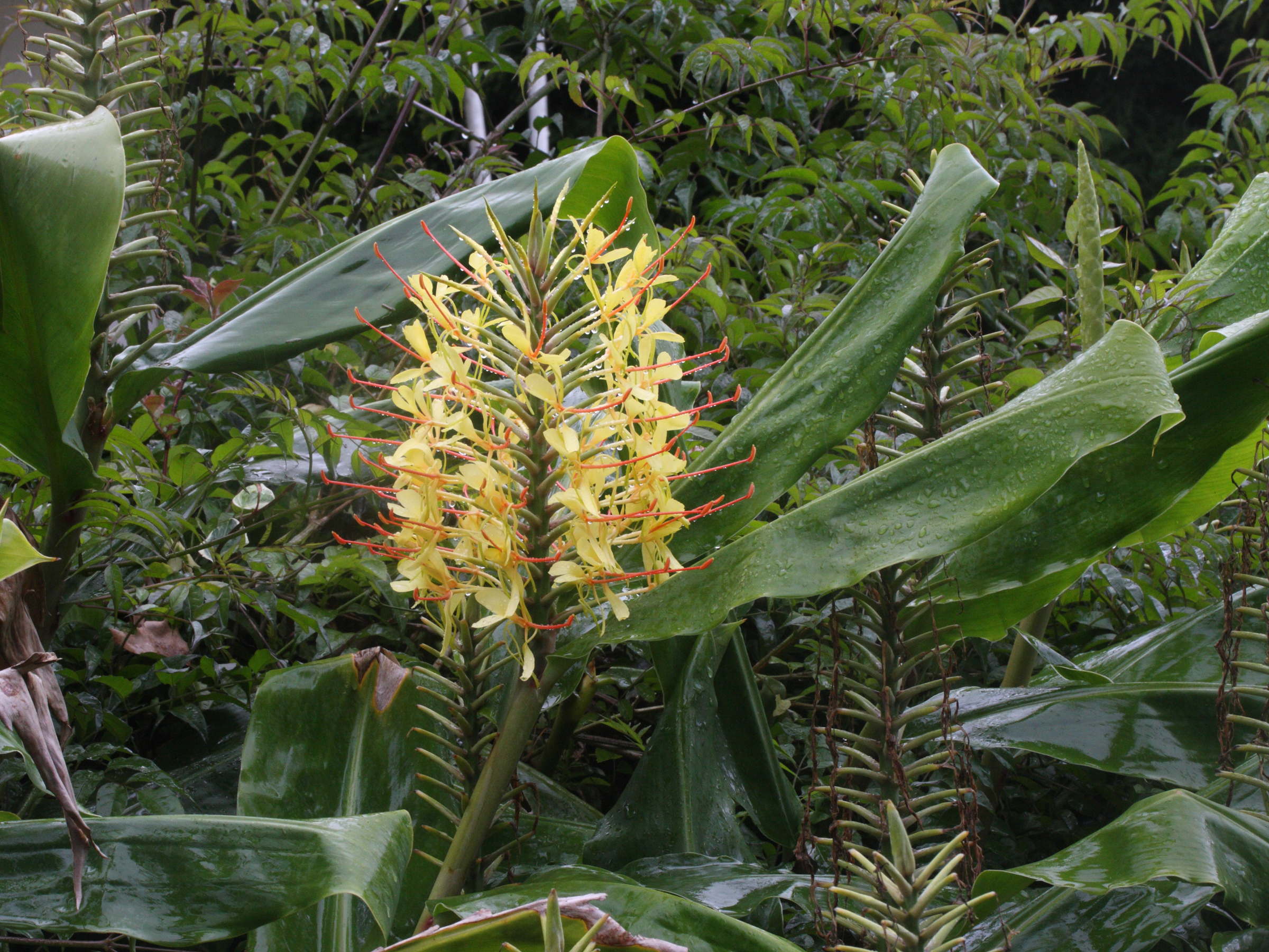 hedychium_gardnerianum1md