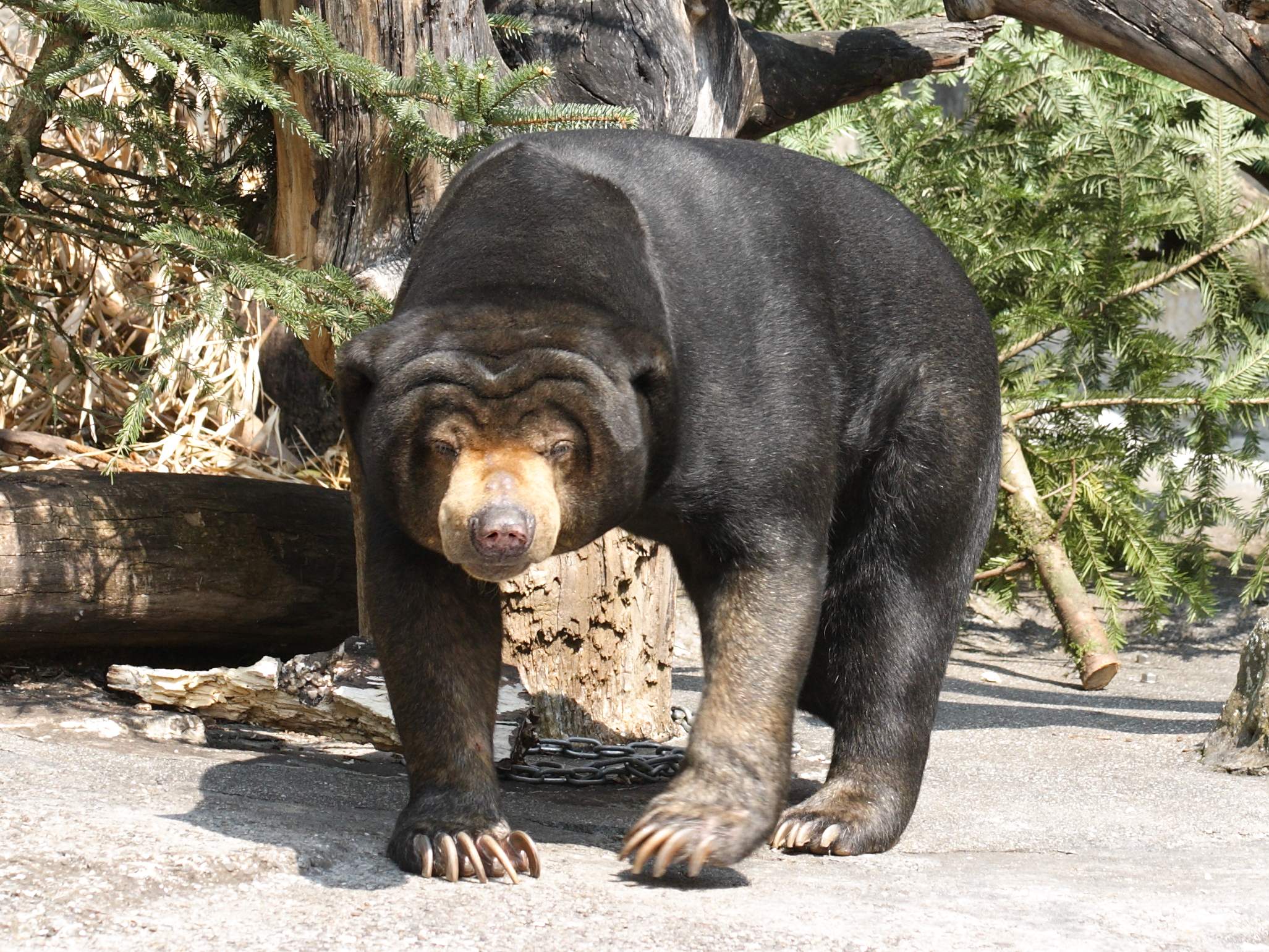 helarctos_malayanus2sd