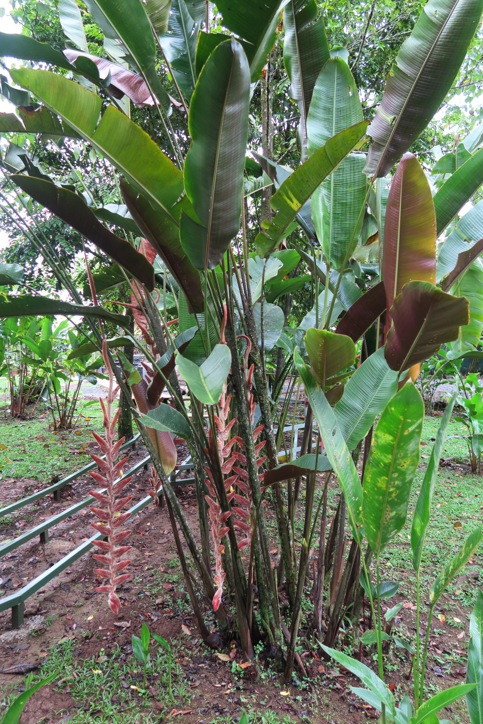 heliconia_danielsiana1md