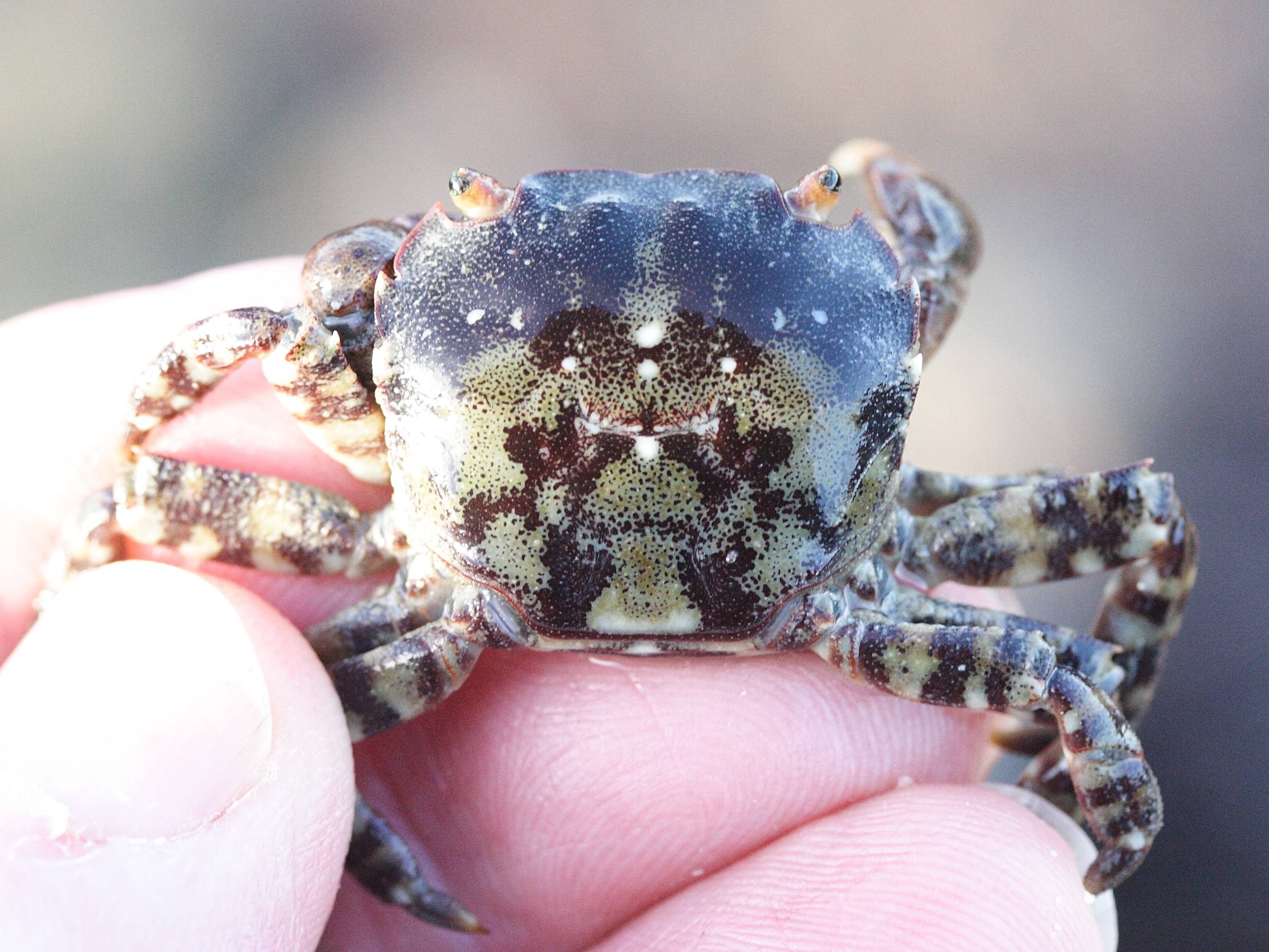 hemigrapsus_sanguineus1md